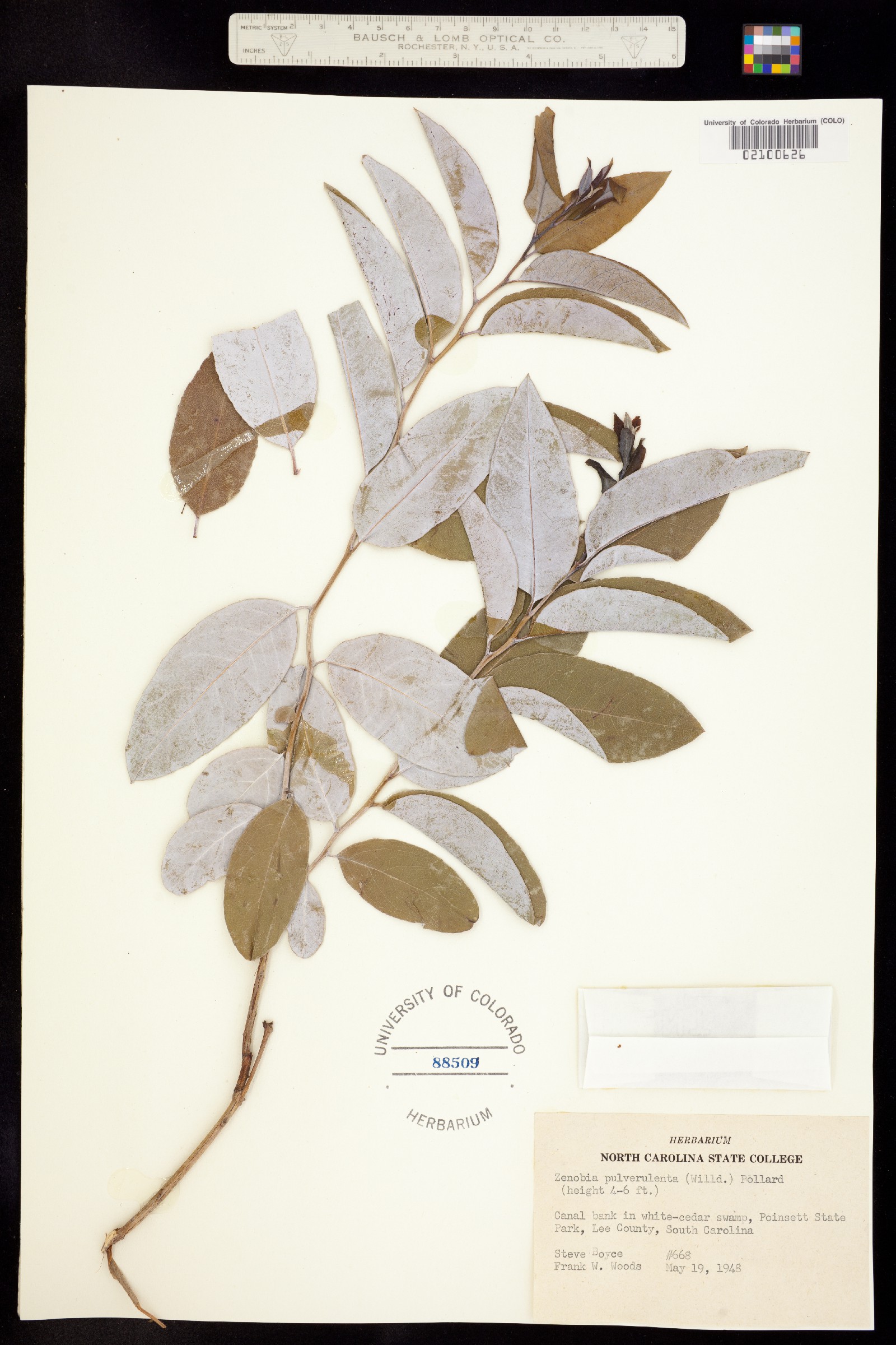Zenobia pulverulenta image