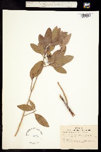 Image of Zenobia cassinefolia
