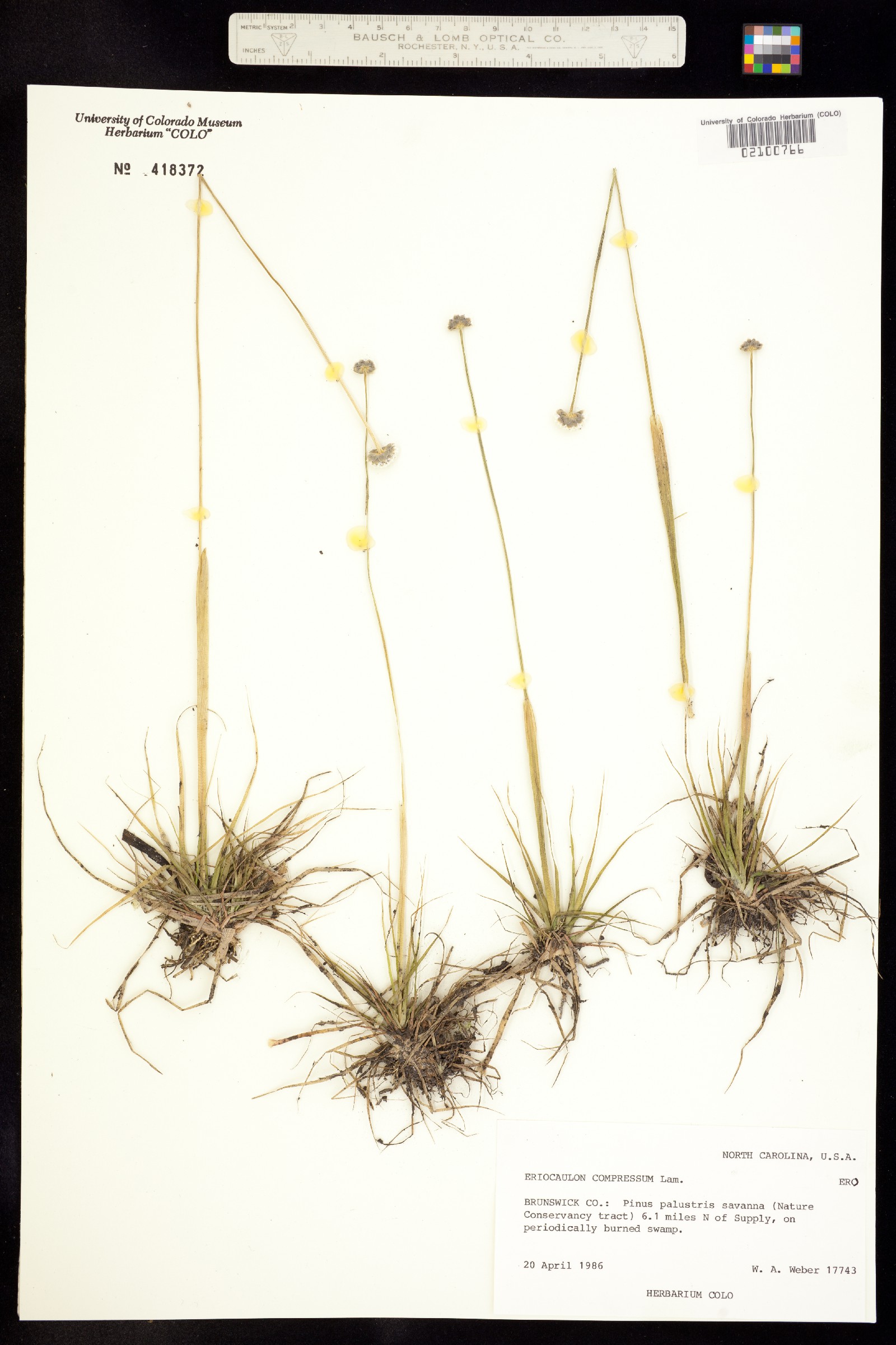 Eriocaulon compressum image