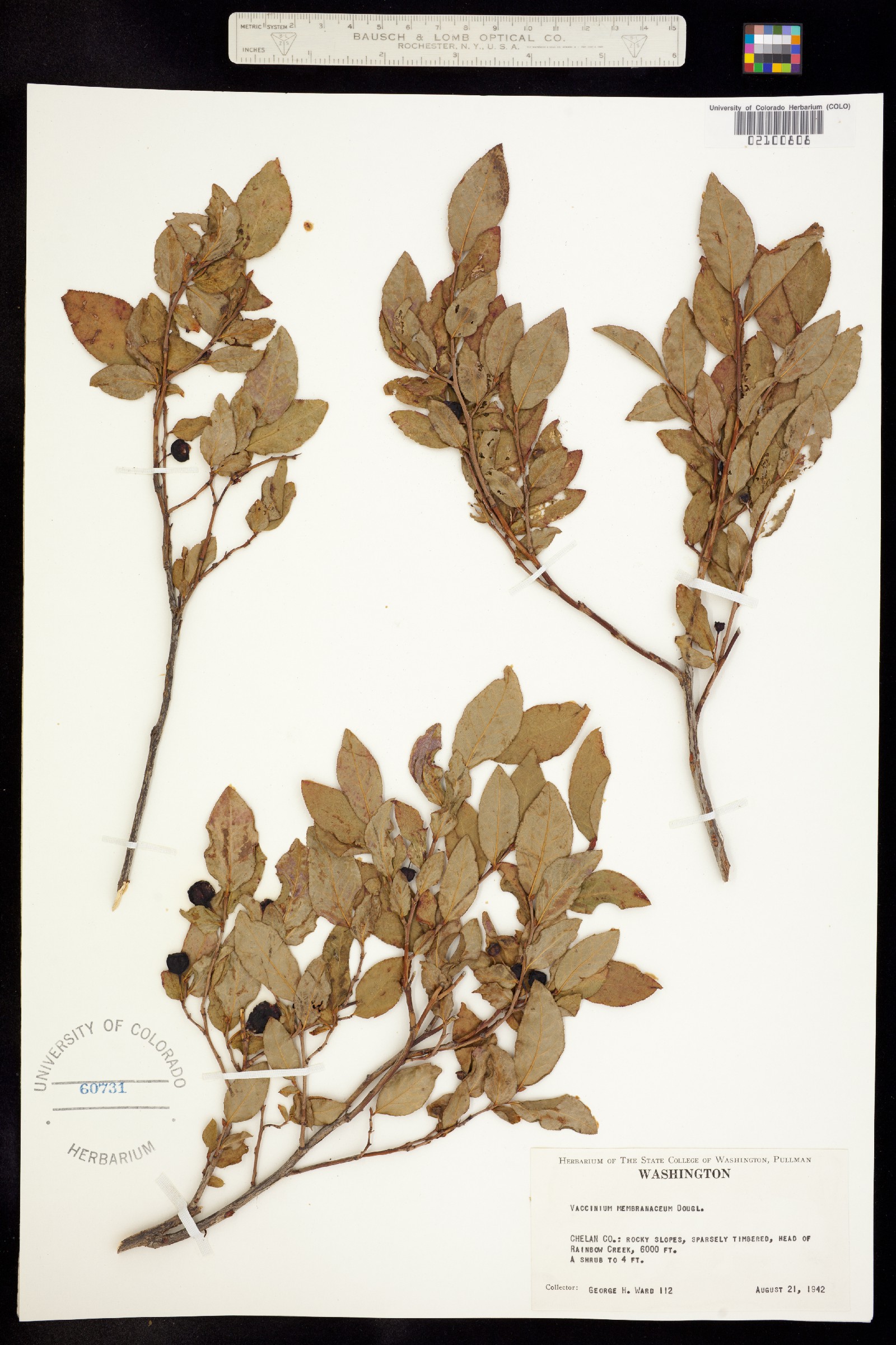 Vaccinium membranaceum image
