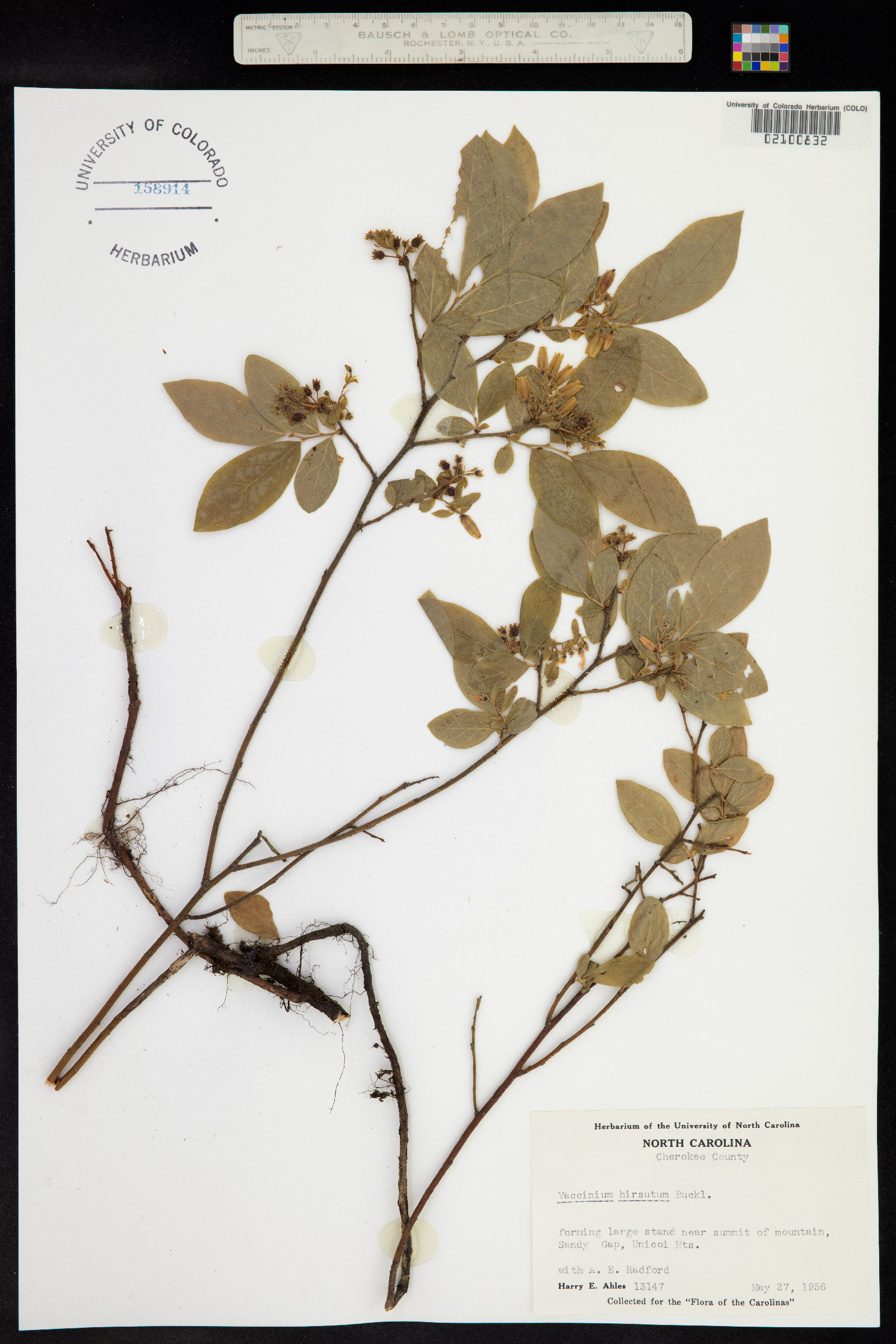 Vaccinium hirsutum image