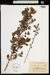 Vaccinium floridanum image