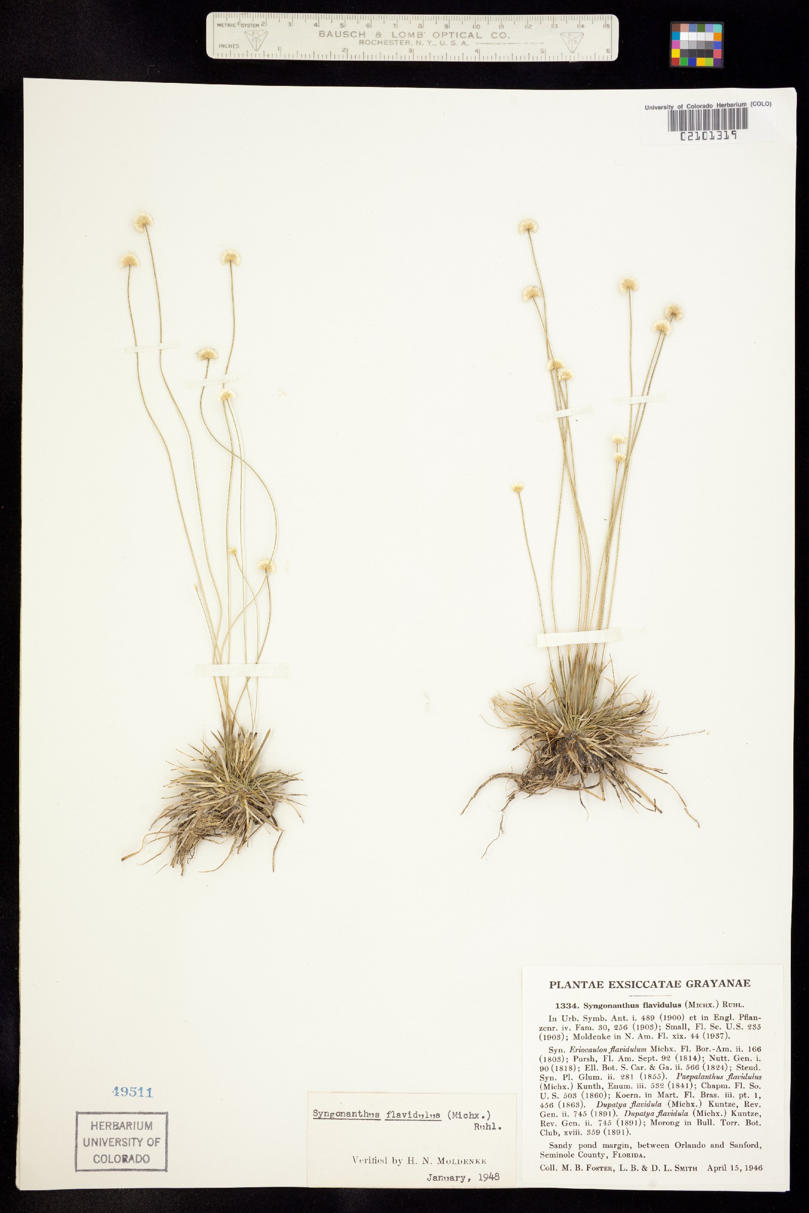 Syngonanthus flavidulus image