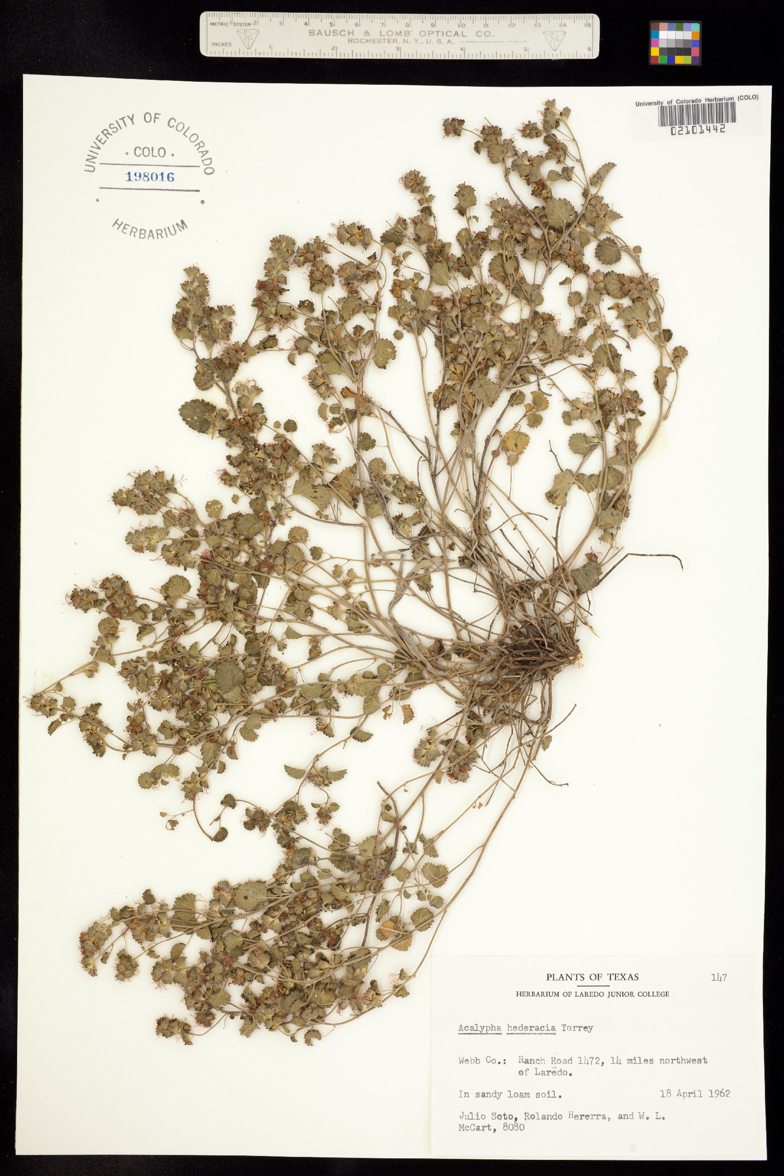 Acalypha monostachya image