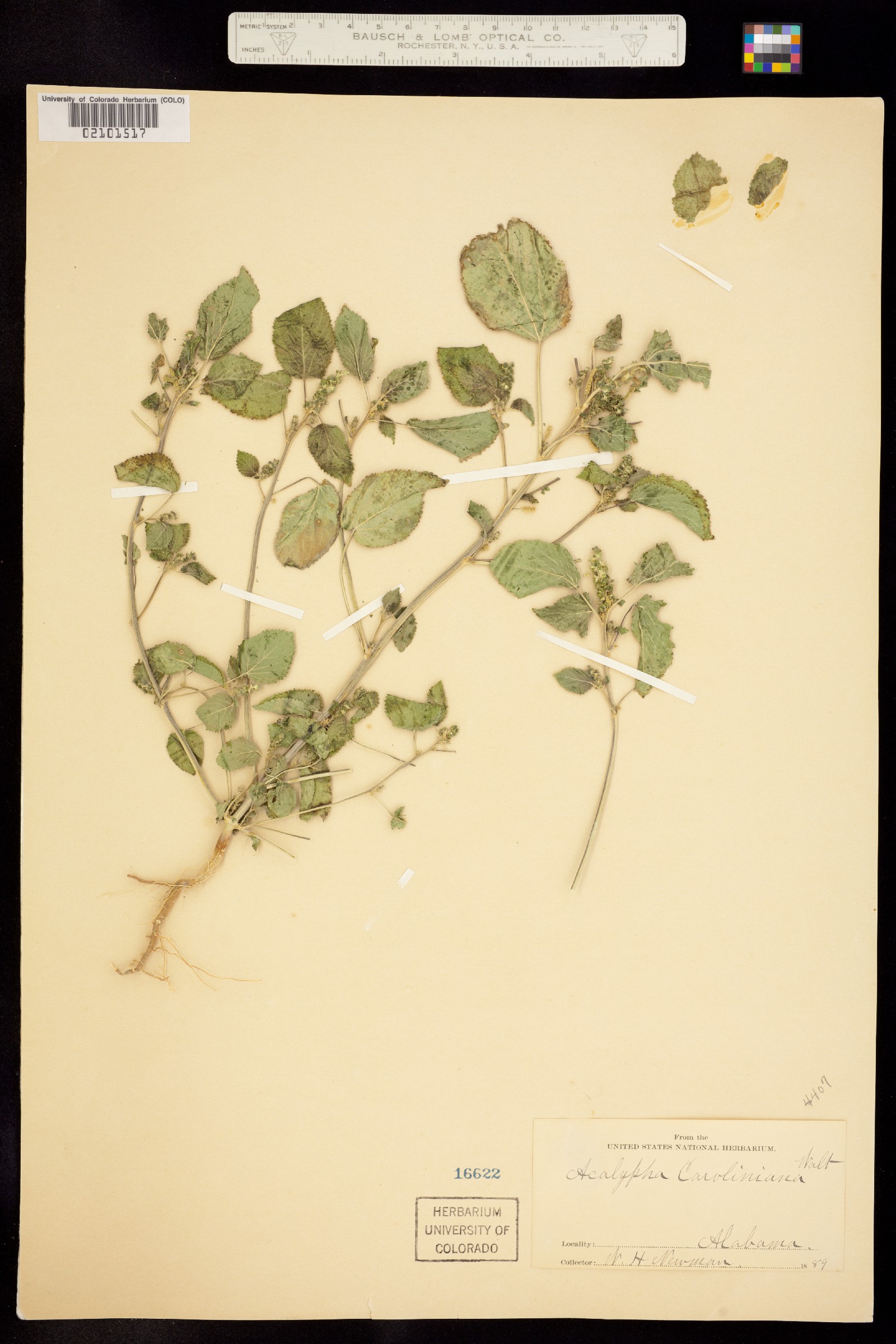 Acalypha californica image