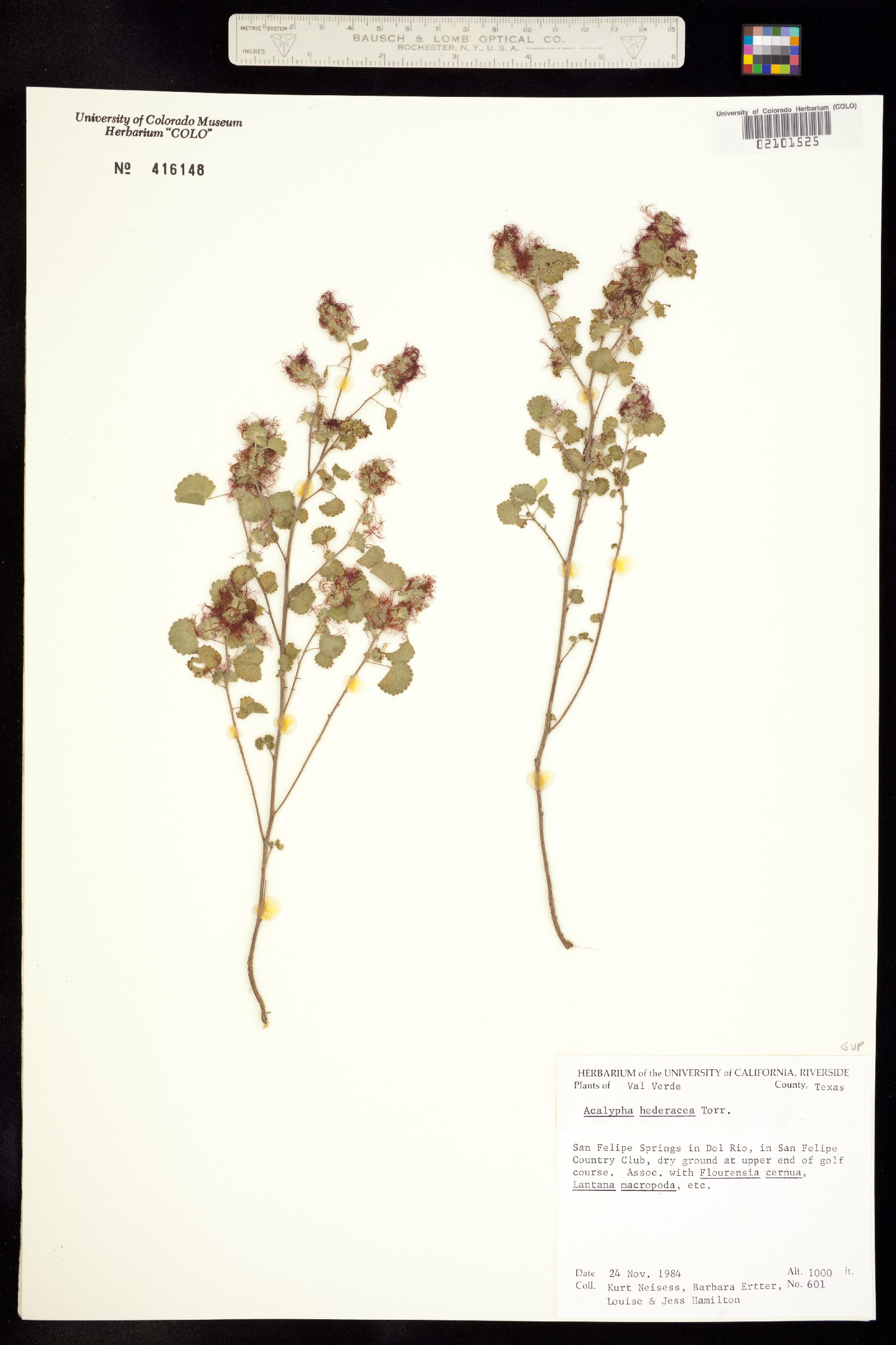 Acalypha monostachya image