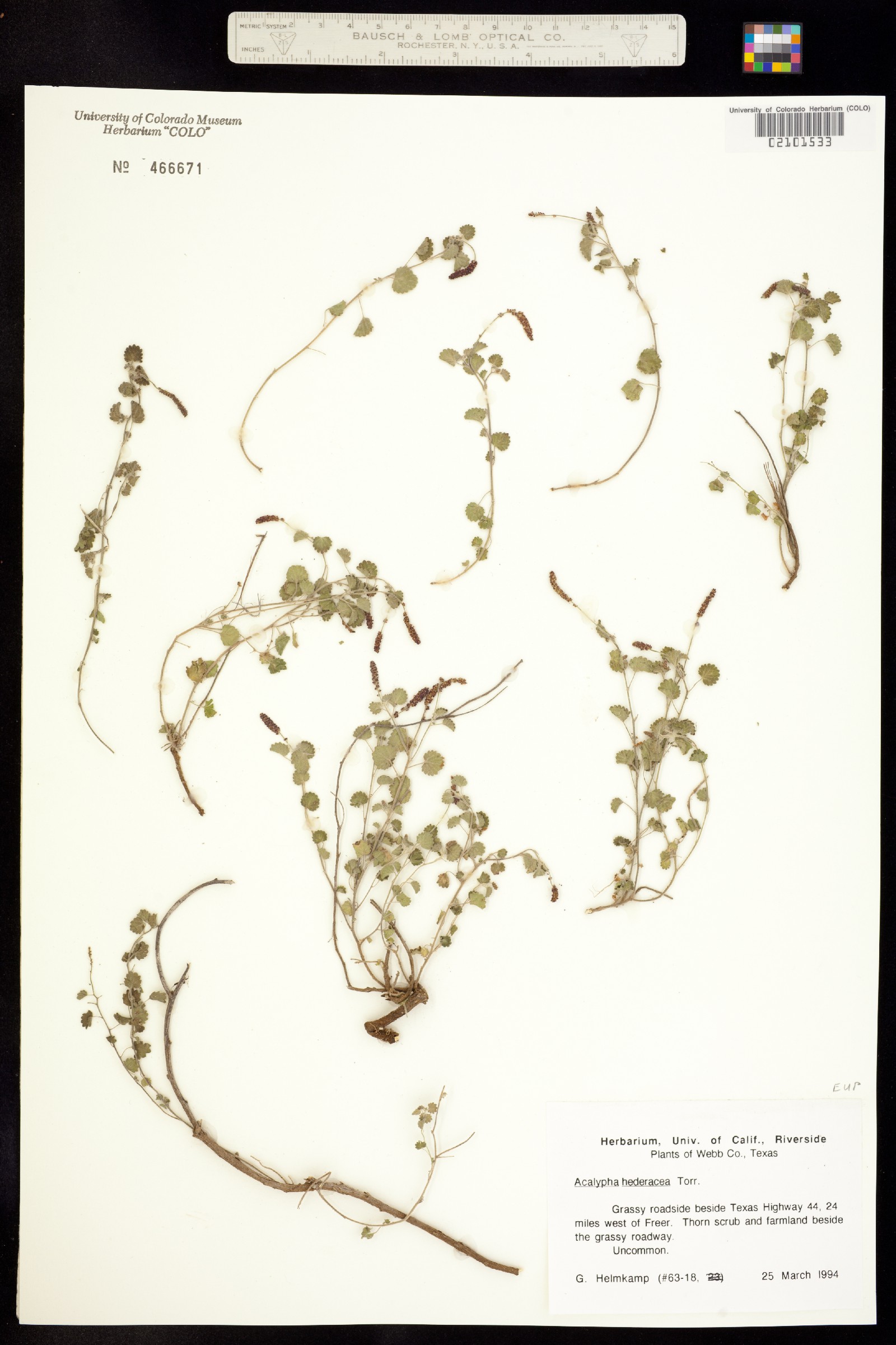 Acalypha monostachya image