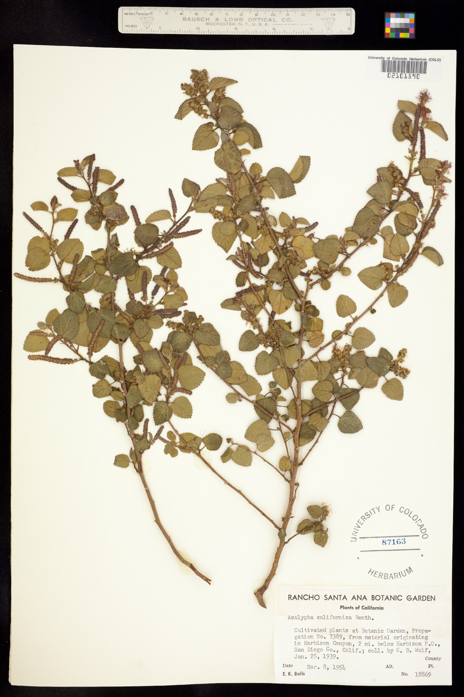 Acalypha californica image
