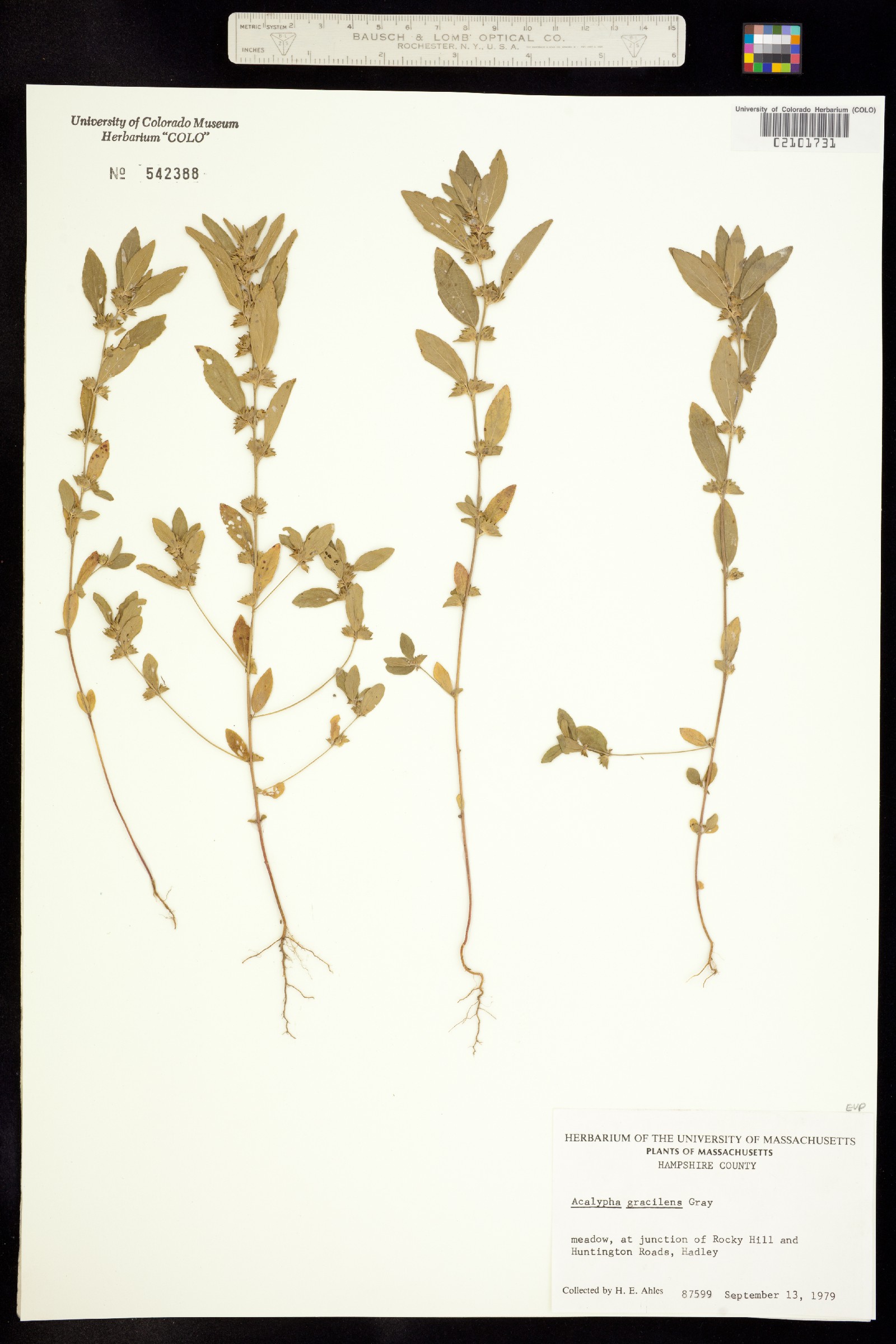 Acalypha gracilens image
