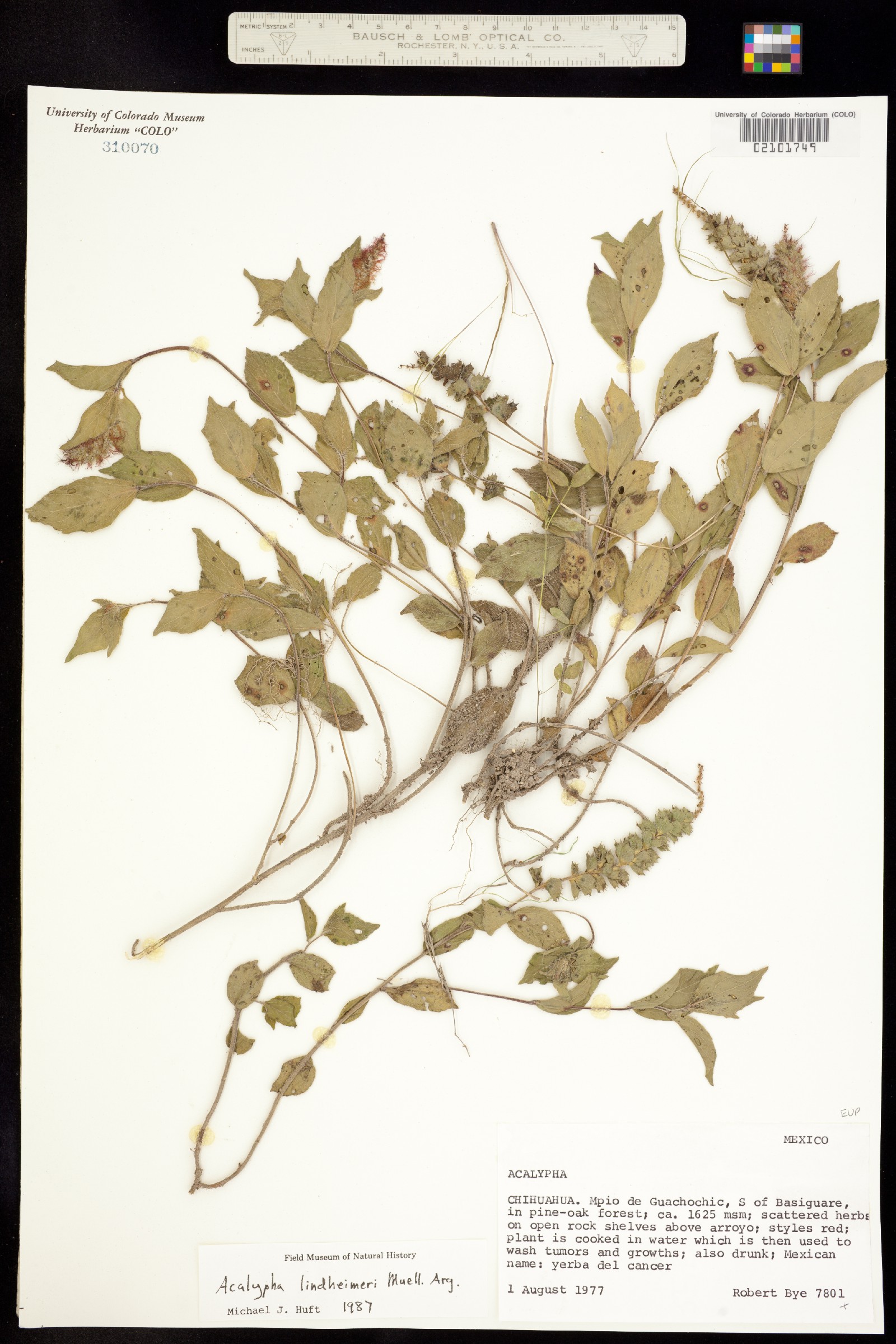 Acalypha phleoides image