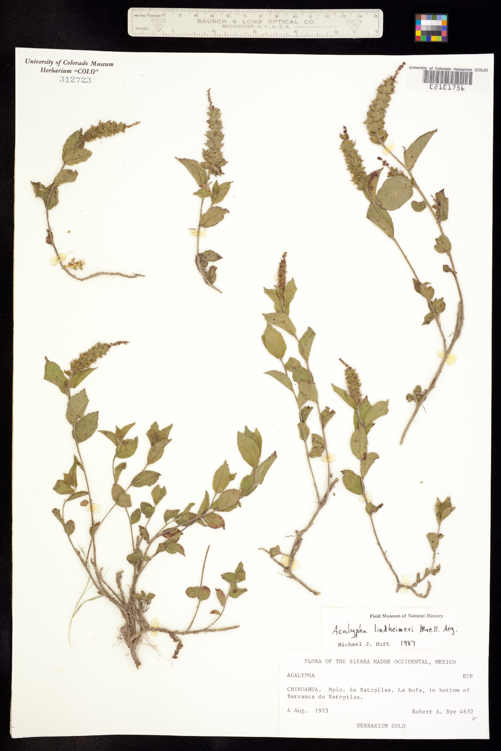 Acalypha phleoides image