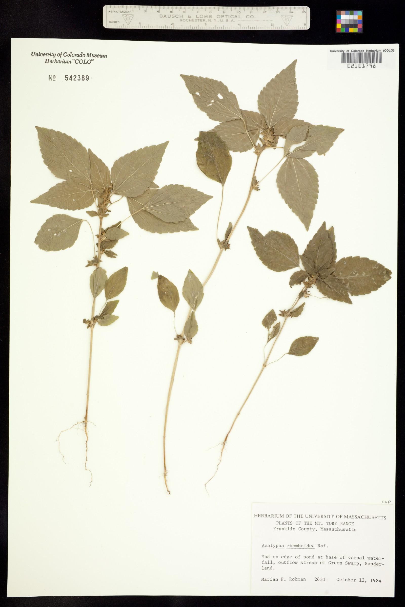 Acalypha rhomboidea image