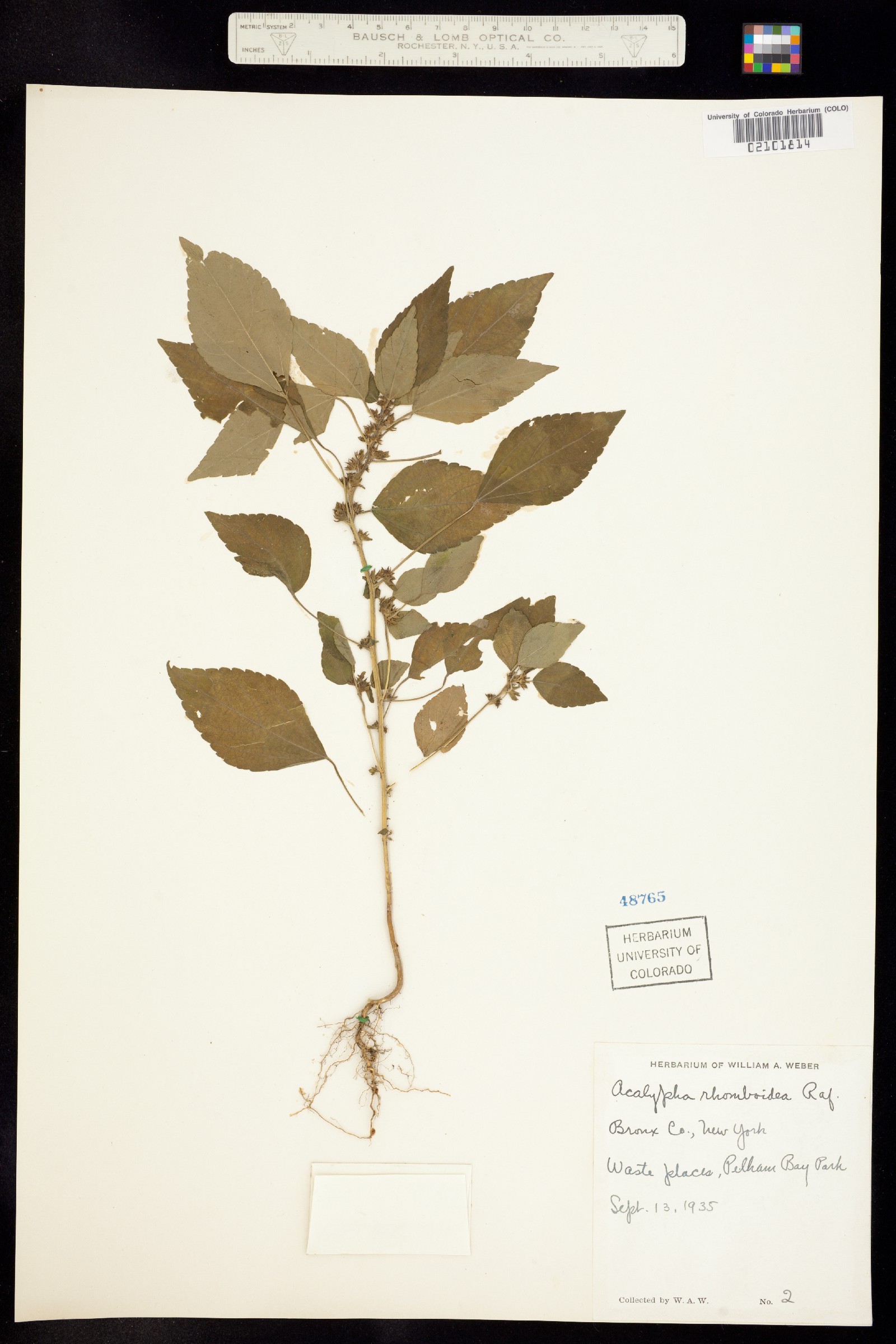 Acalypha rhomboidea image