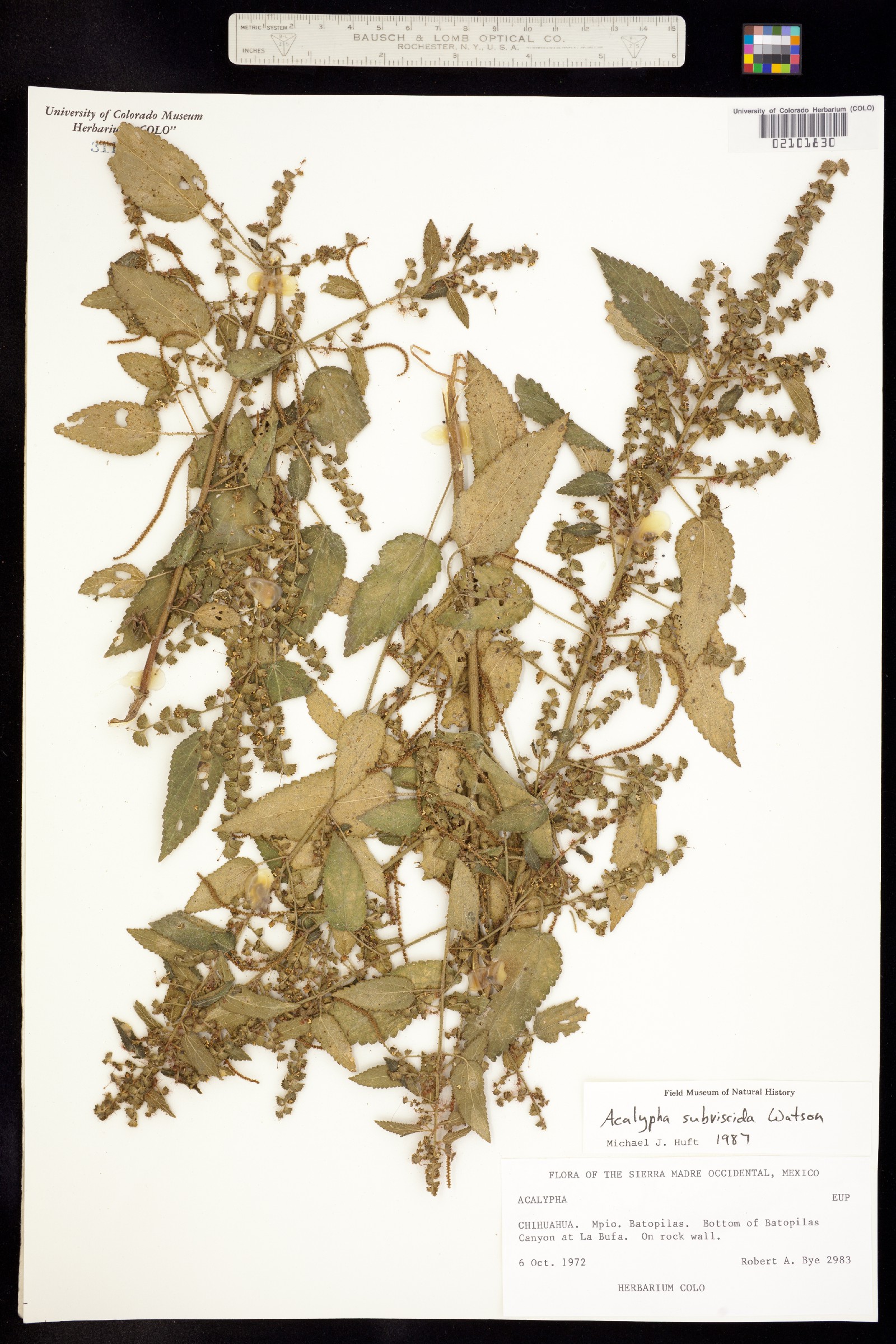 Acalypha subviscida image