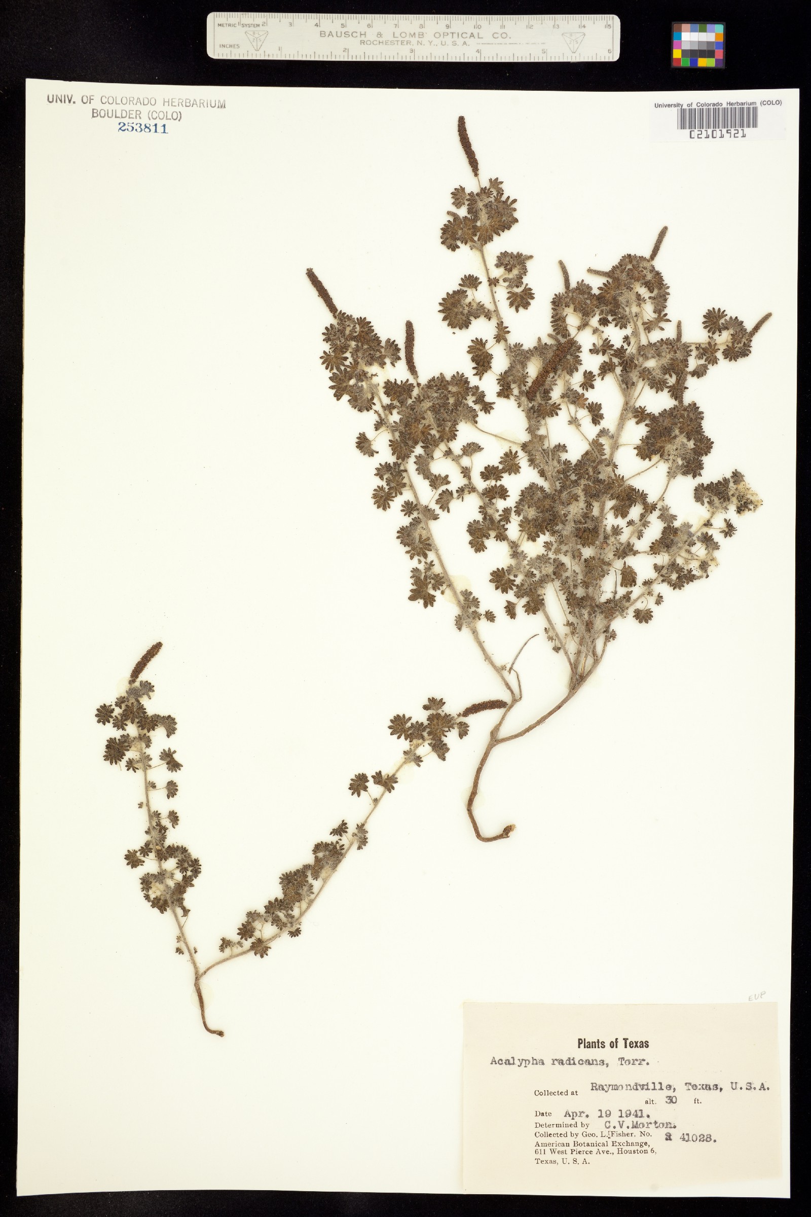 Acalypha radians image