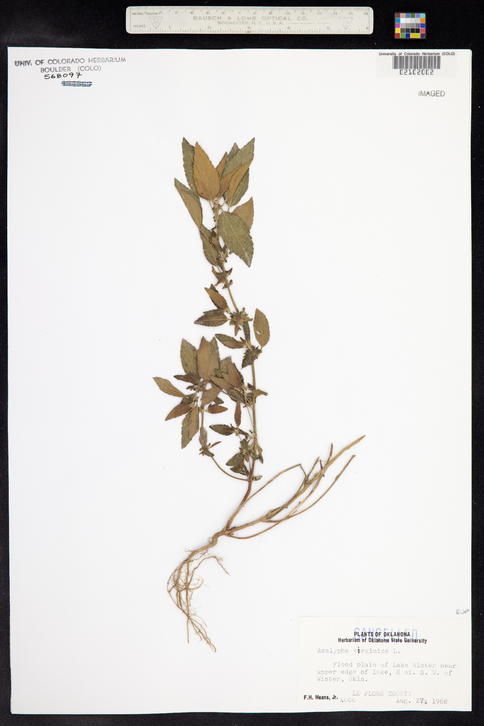 Acalypha virginica image