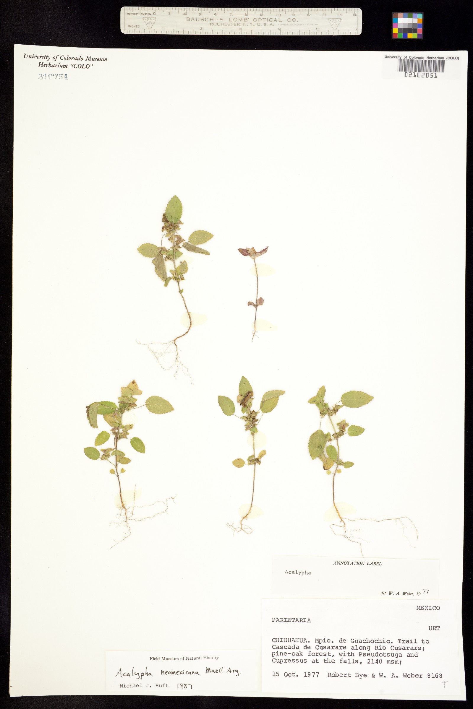 Acalypha neomexicana image