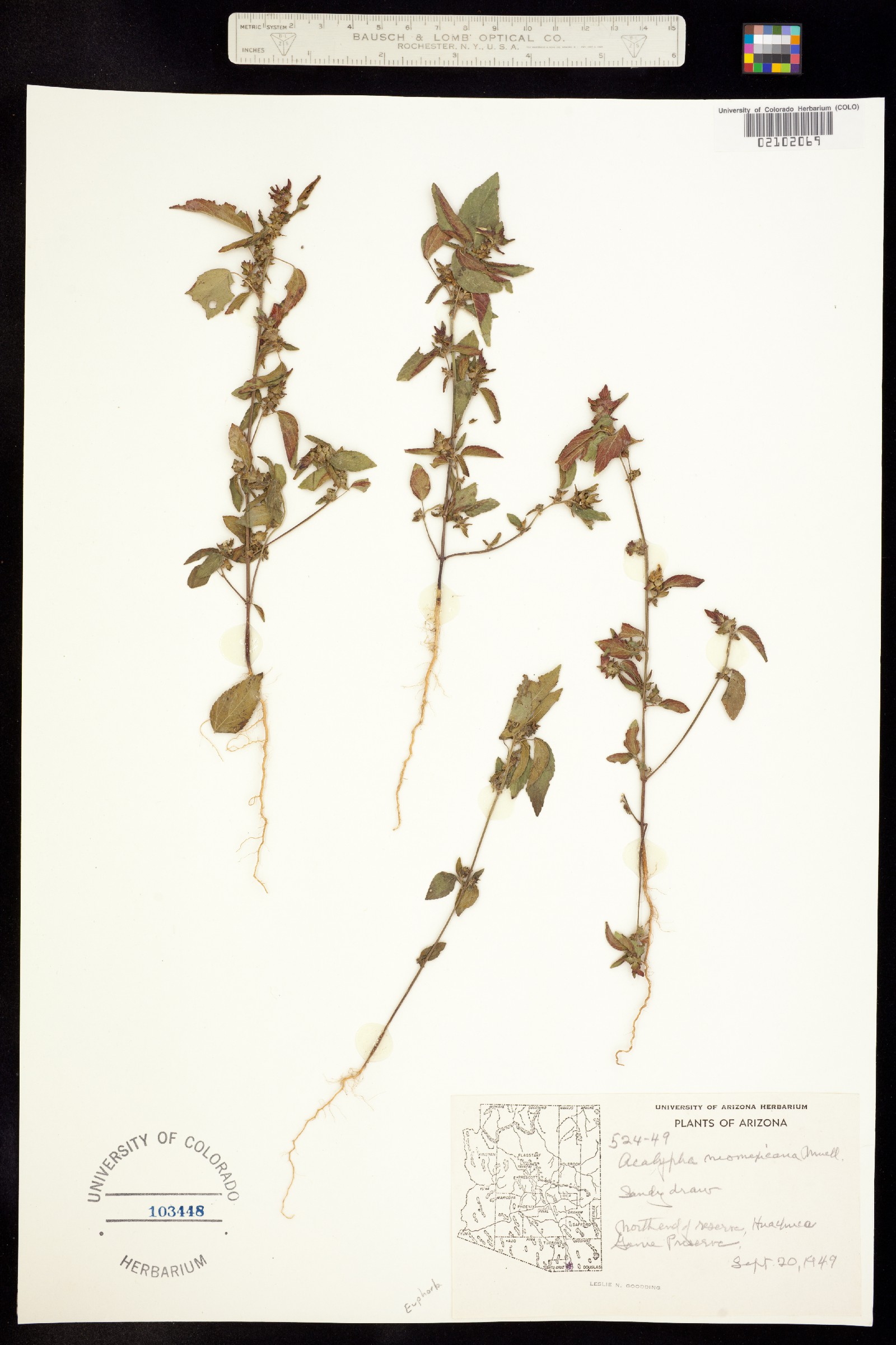 Acalypha neomexicana image