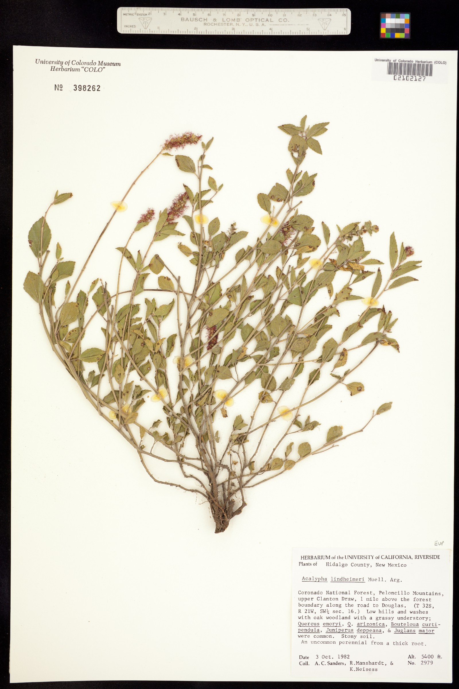 Acalypha phleoides image