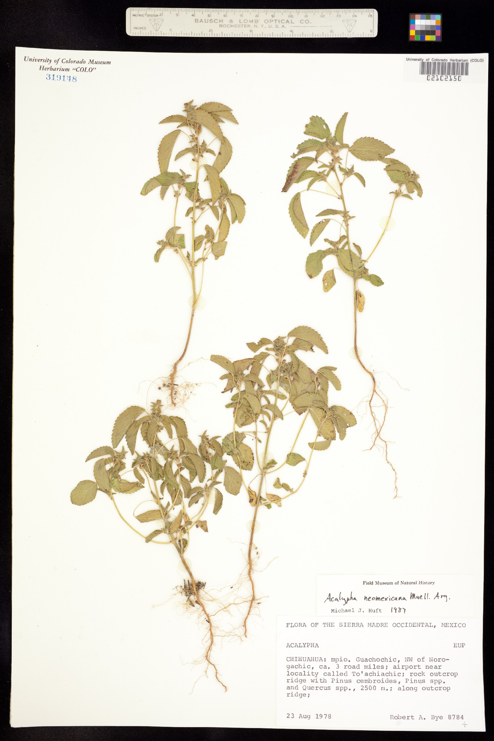 Acalypha neomexicana image