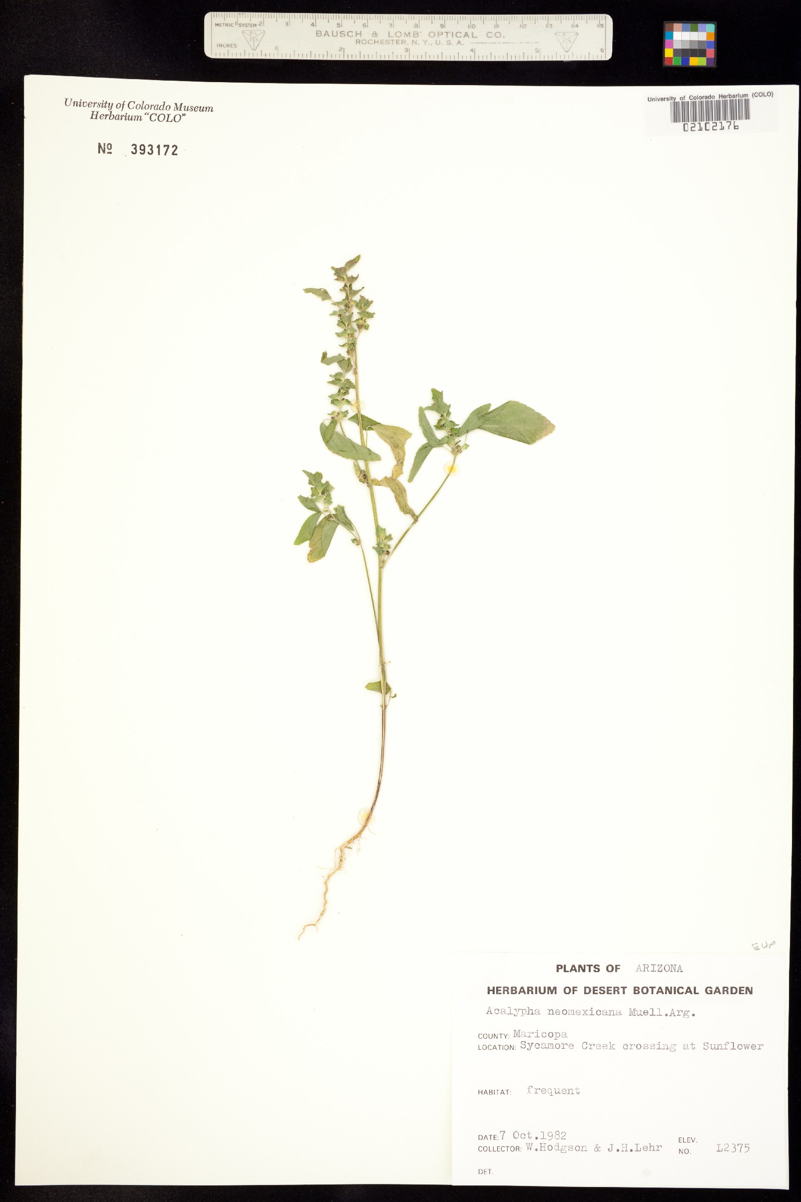 Acalypha neomexicana image