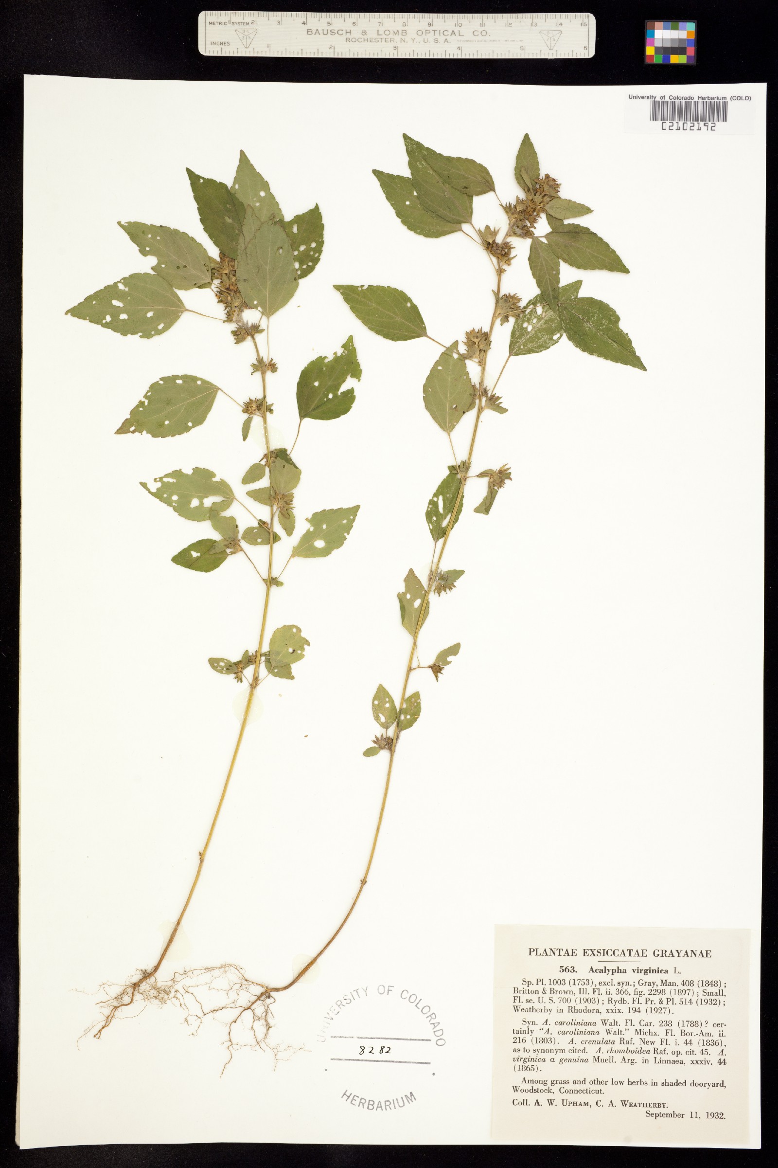 Acalypha virginica image