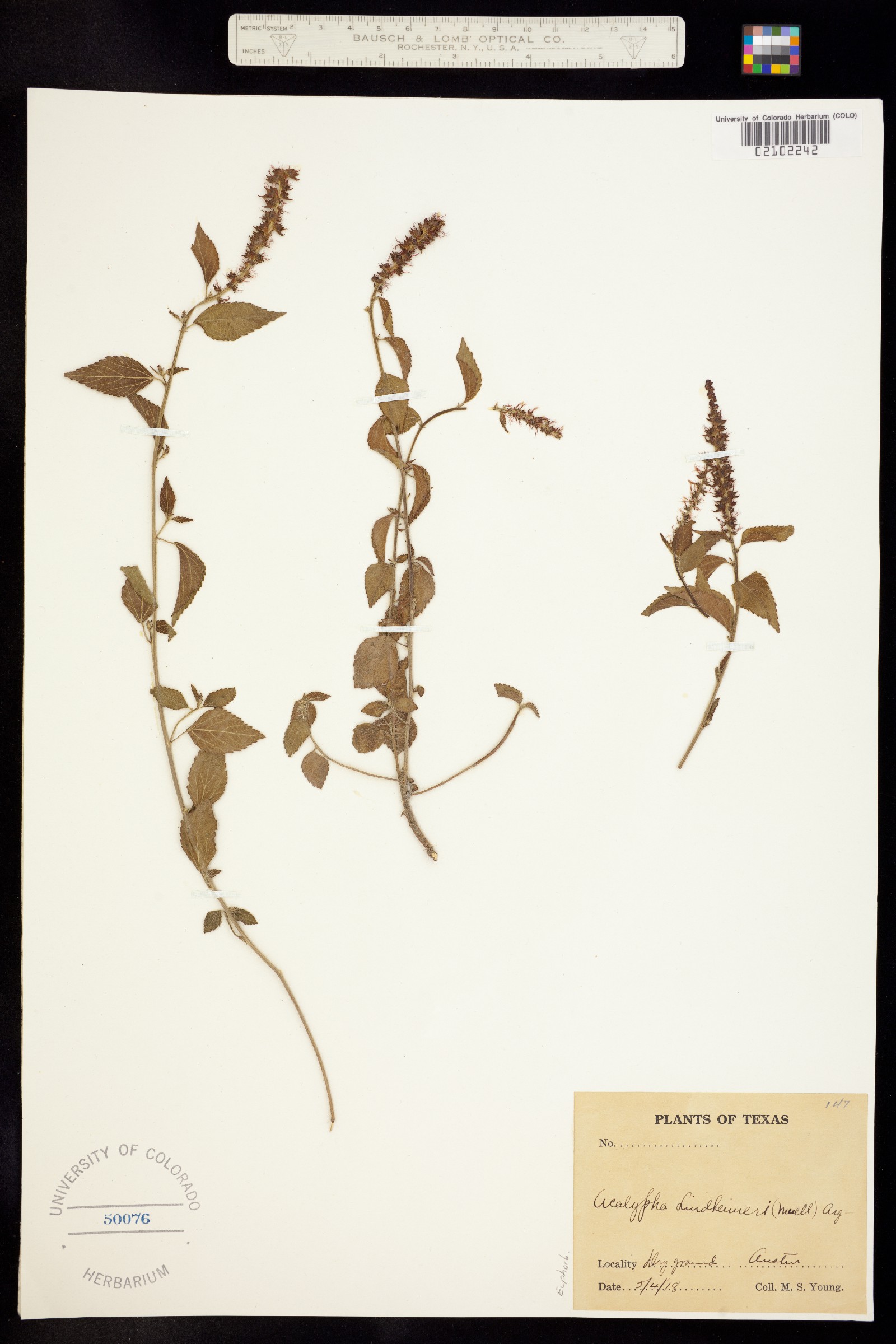 Acalypha phleoides image