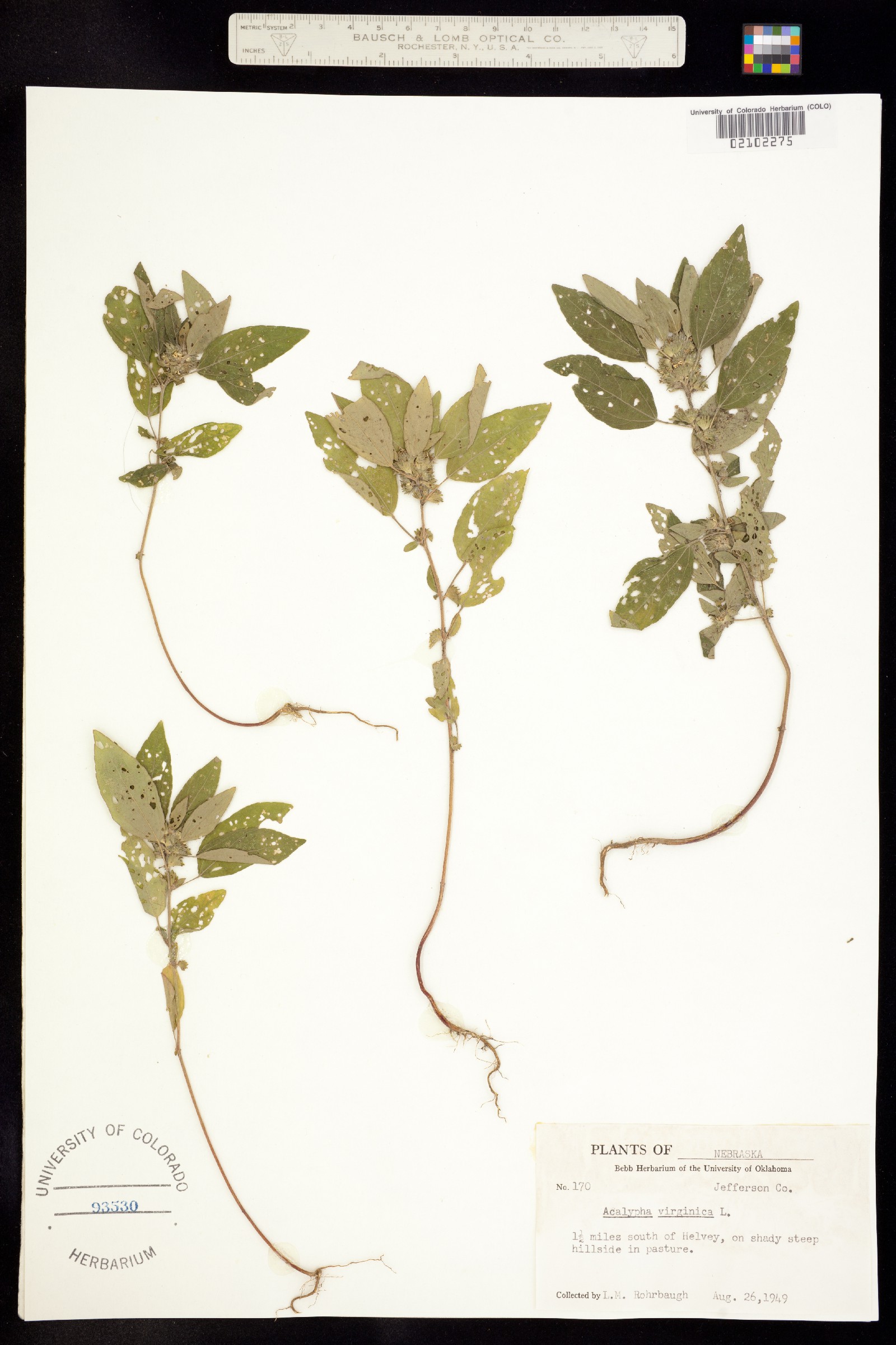 Acalypha virginica image