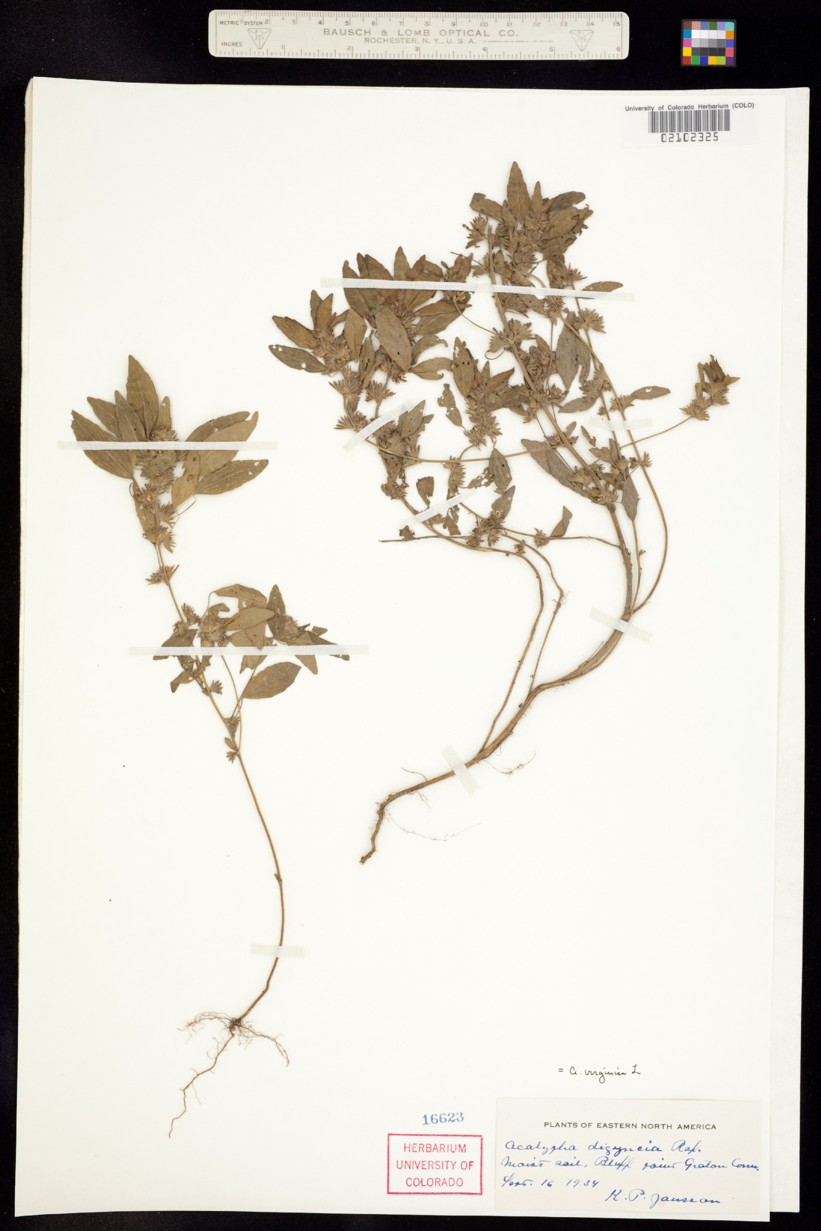 Acalypha virginica image