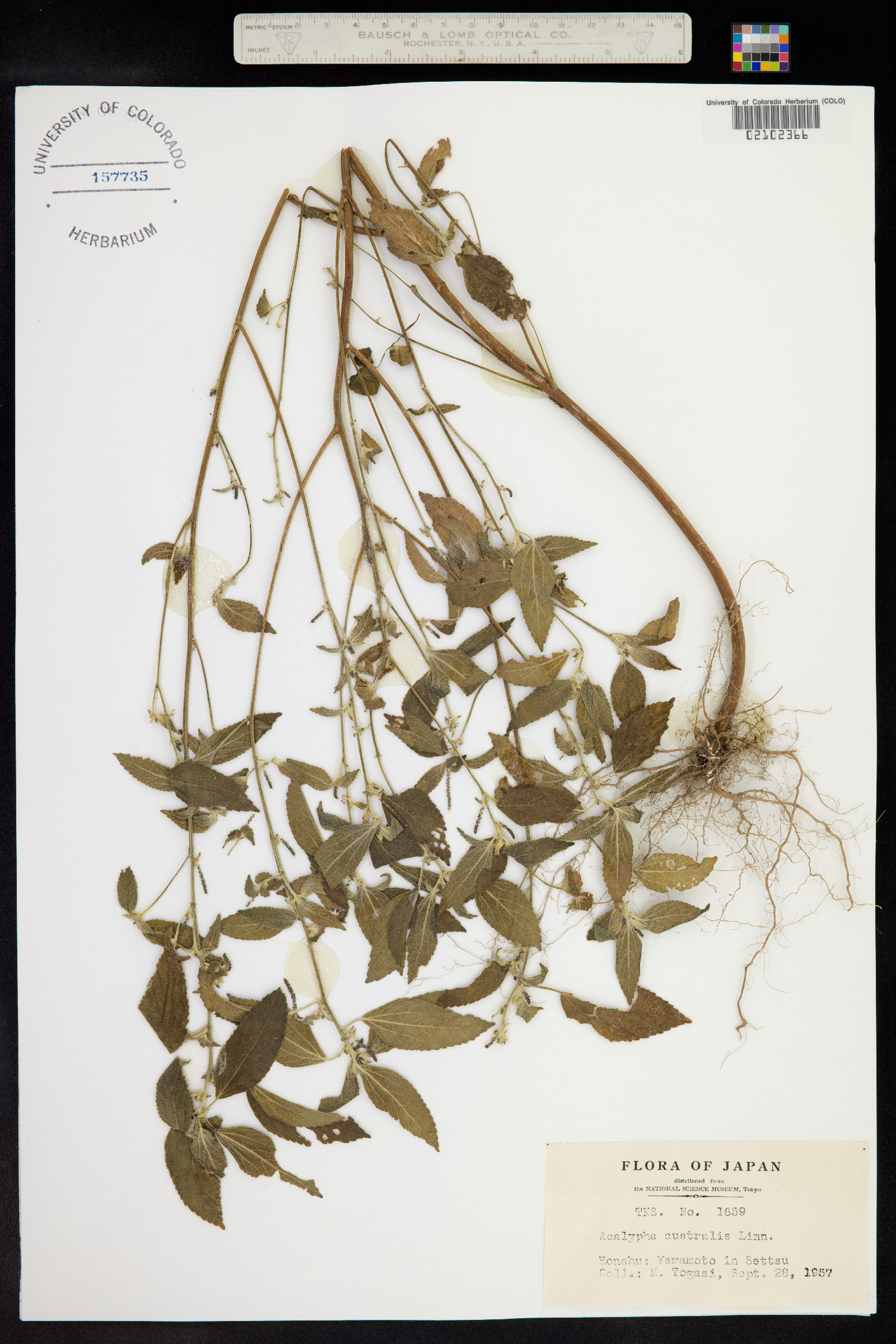 Acalypha australis image