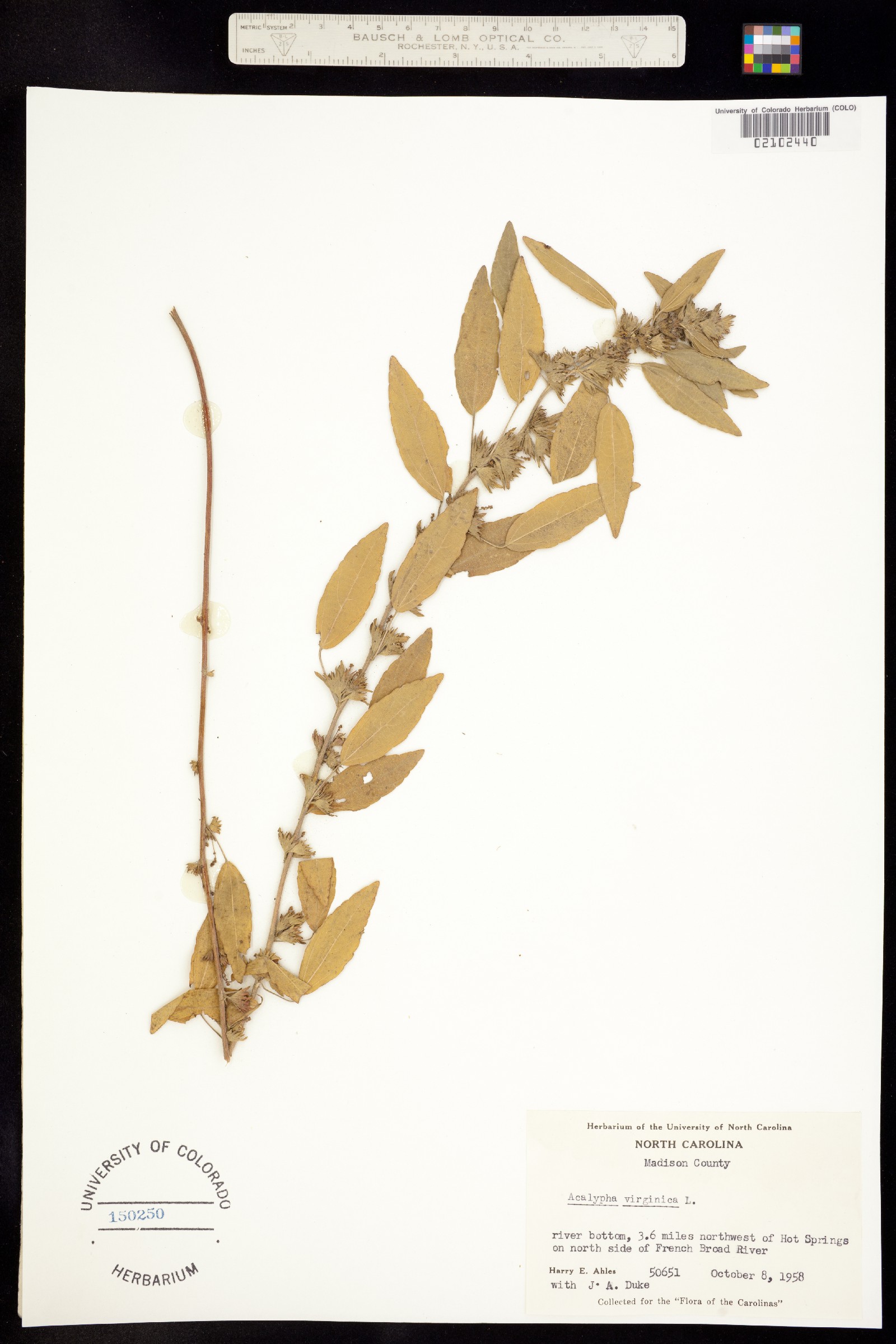 Acalypha virginica image