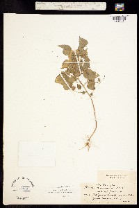 Acalypha mexicana image