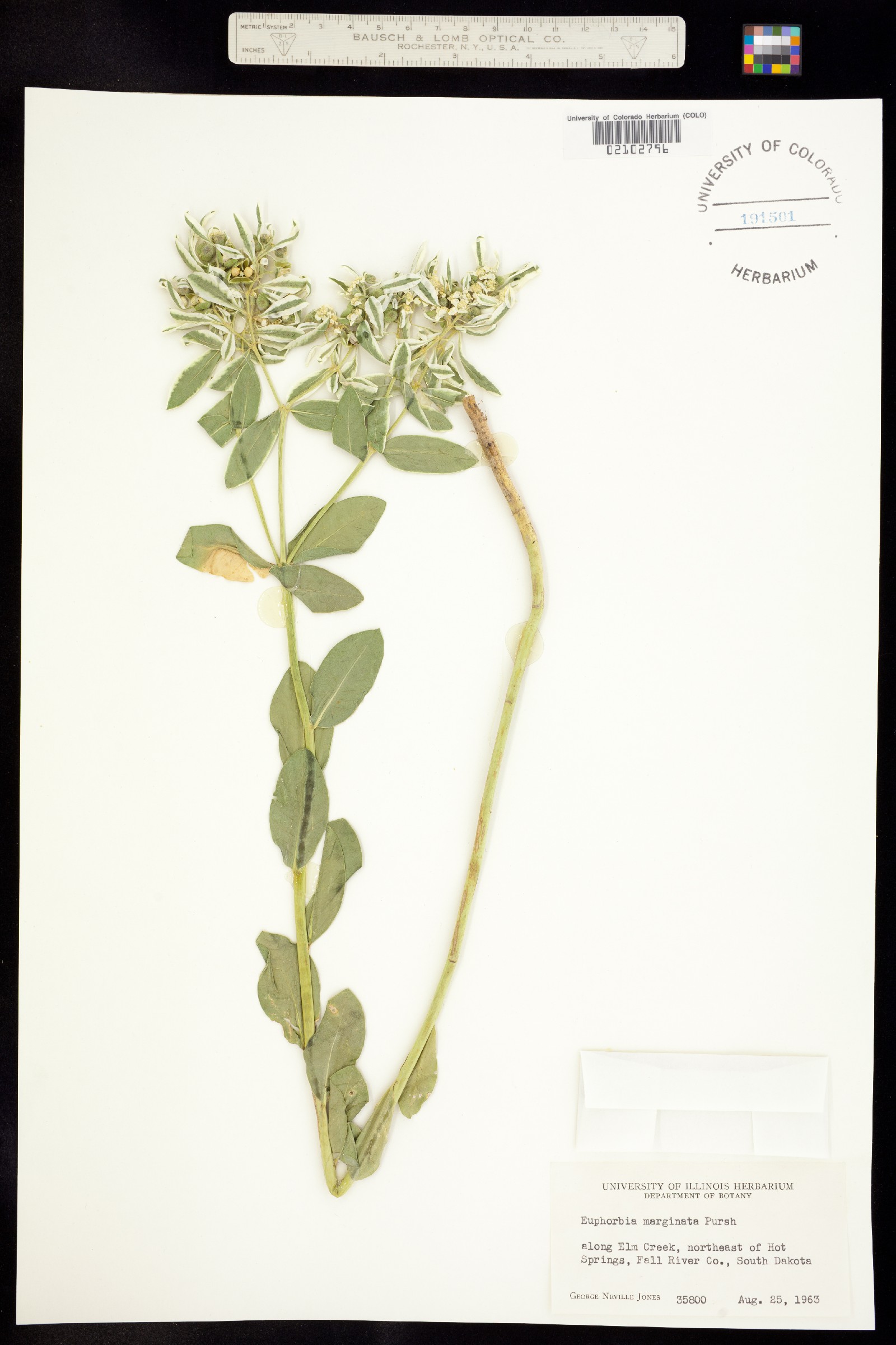 Euphorbia marginata image