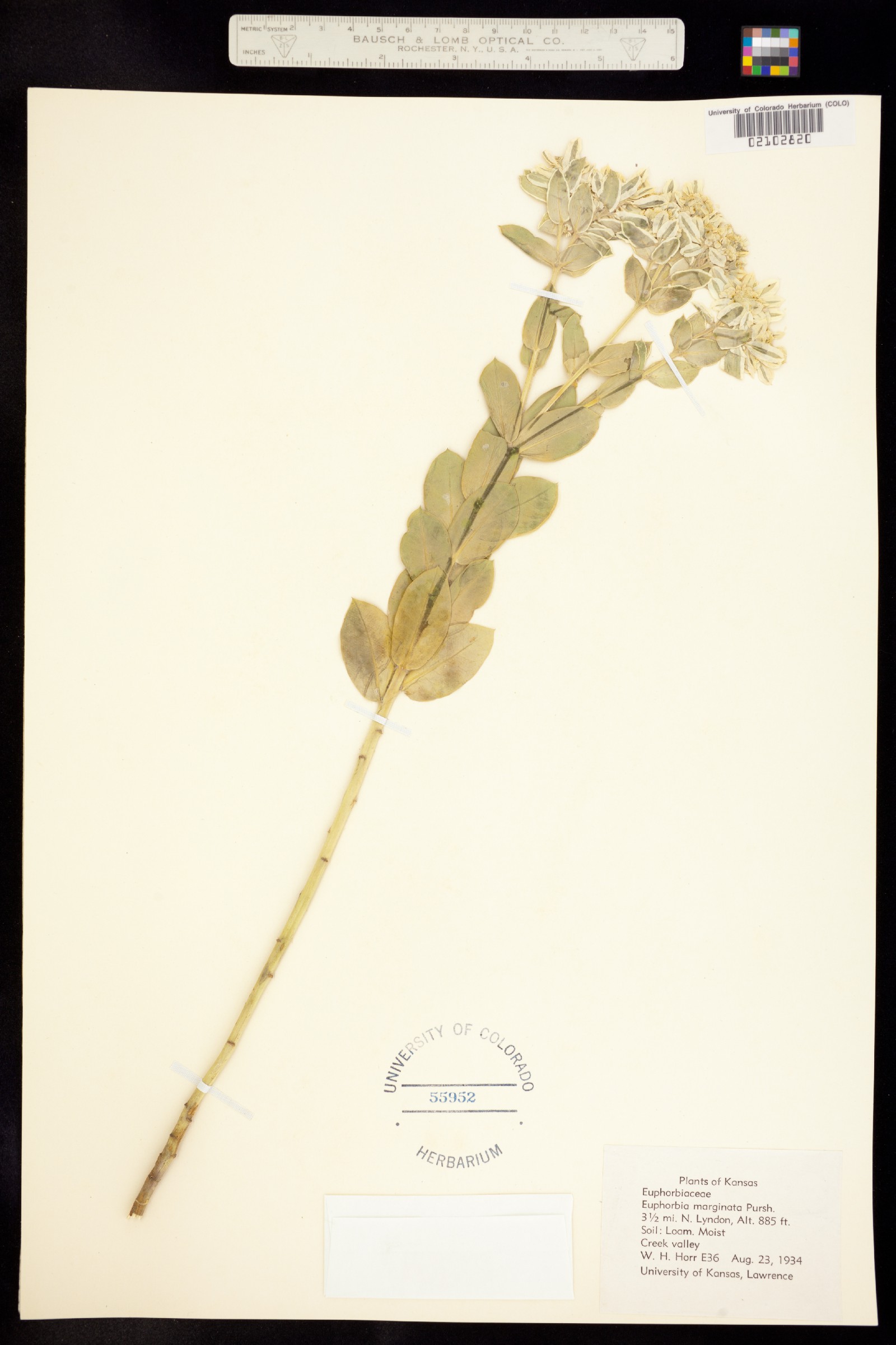 Euphorbia marginata image