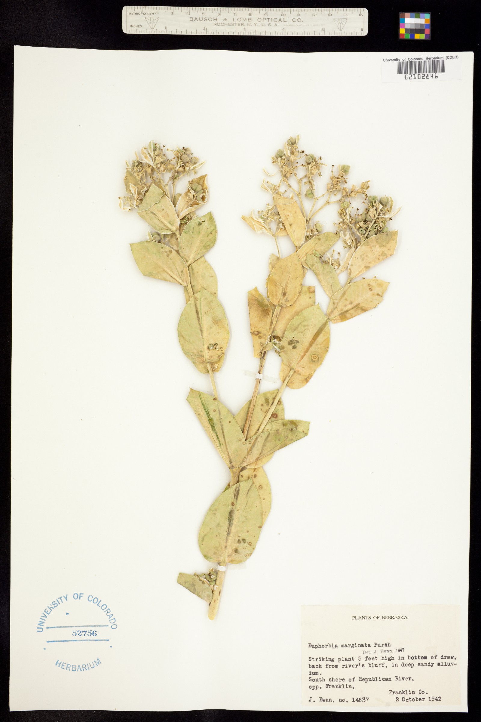 Euphorbia marginata image