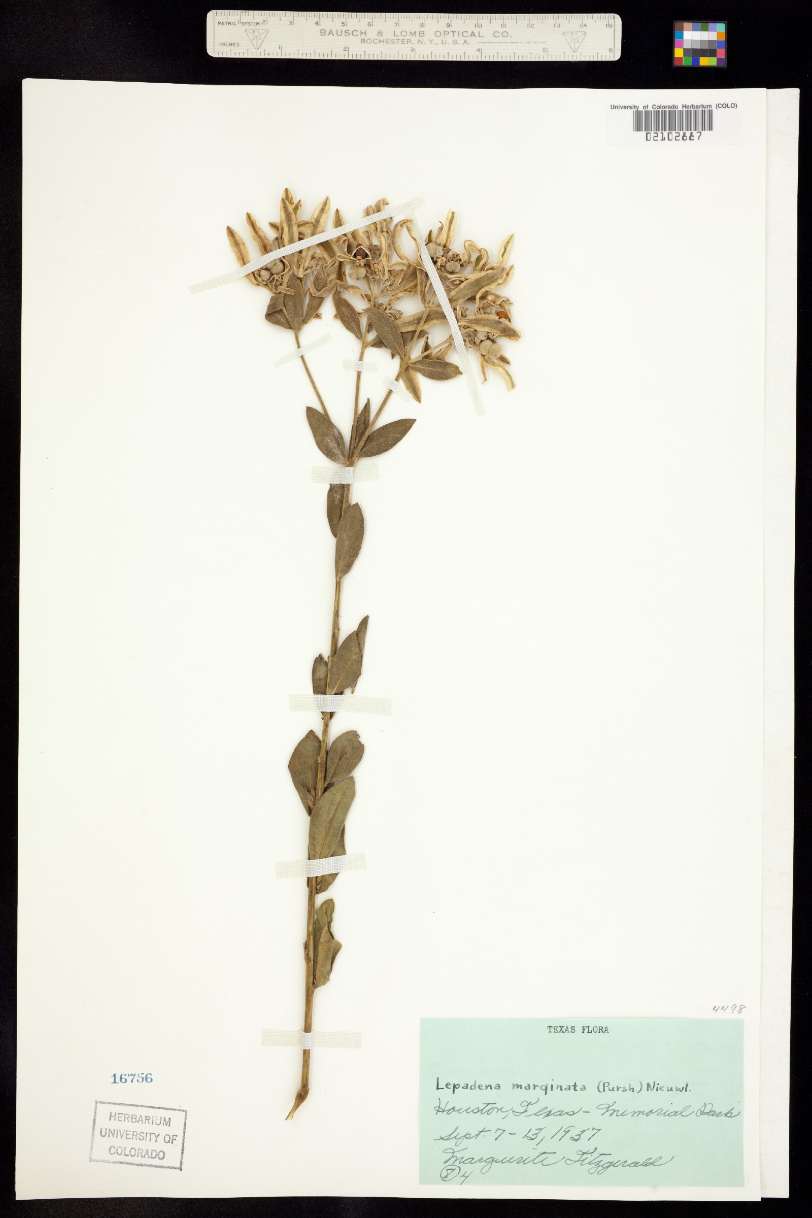 Euphorbia marginata image