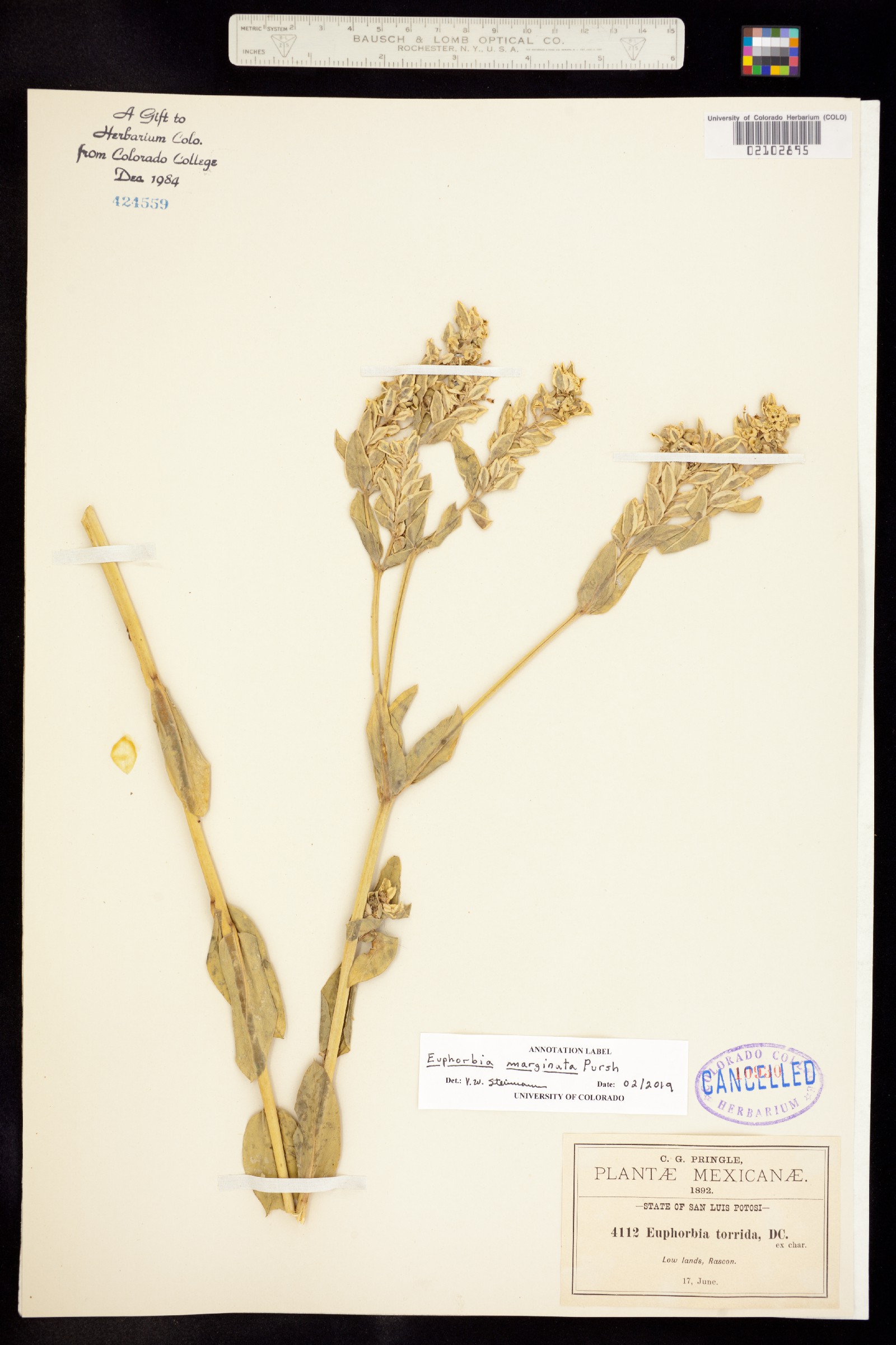 Euphorbia marginata image