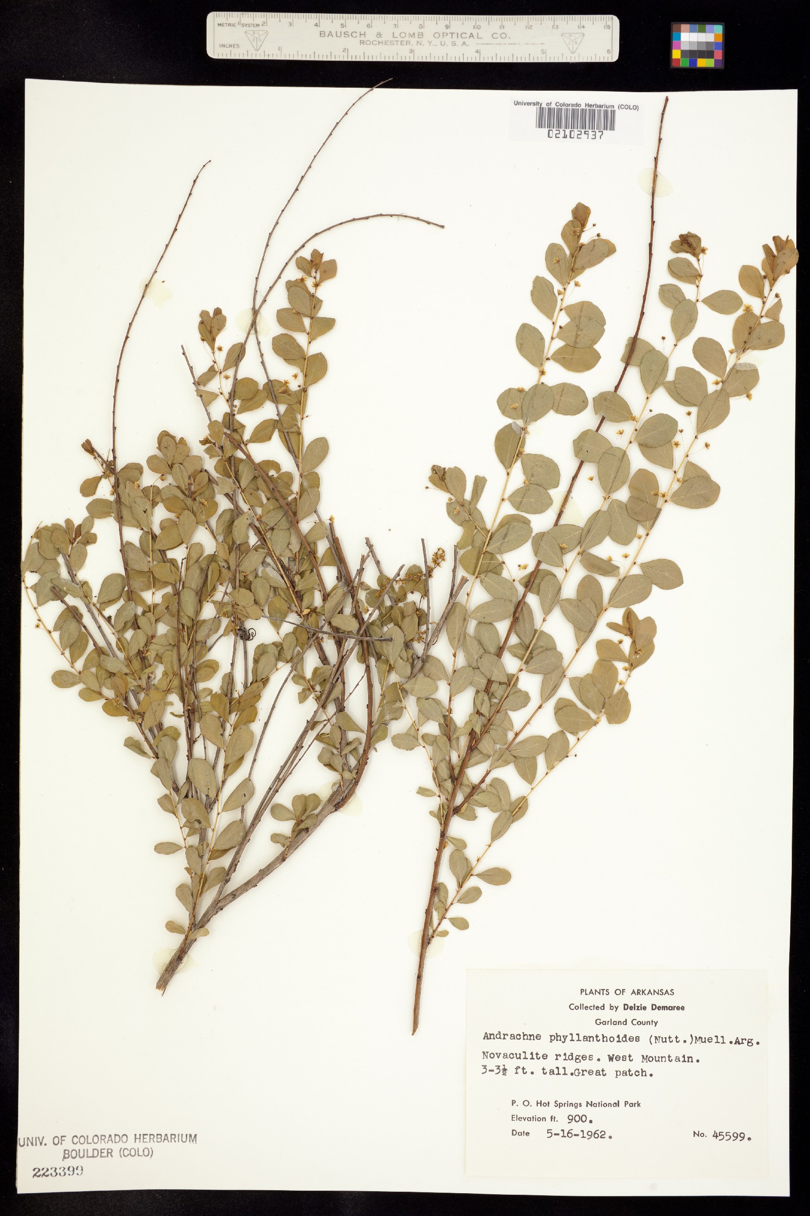 Andrachne phyllanthoides image