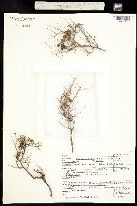 Image of Phyllanthopsis arida