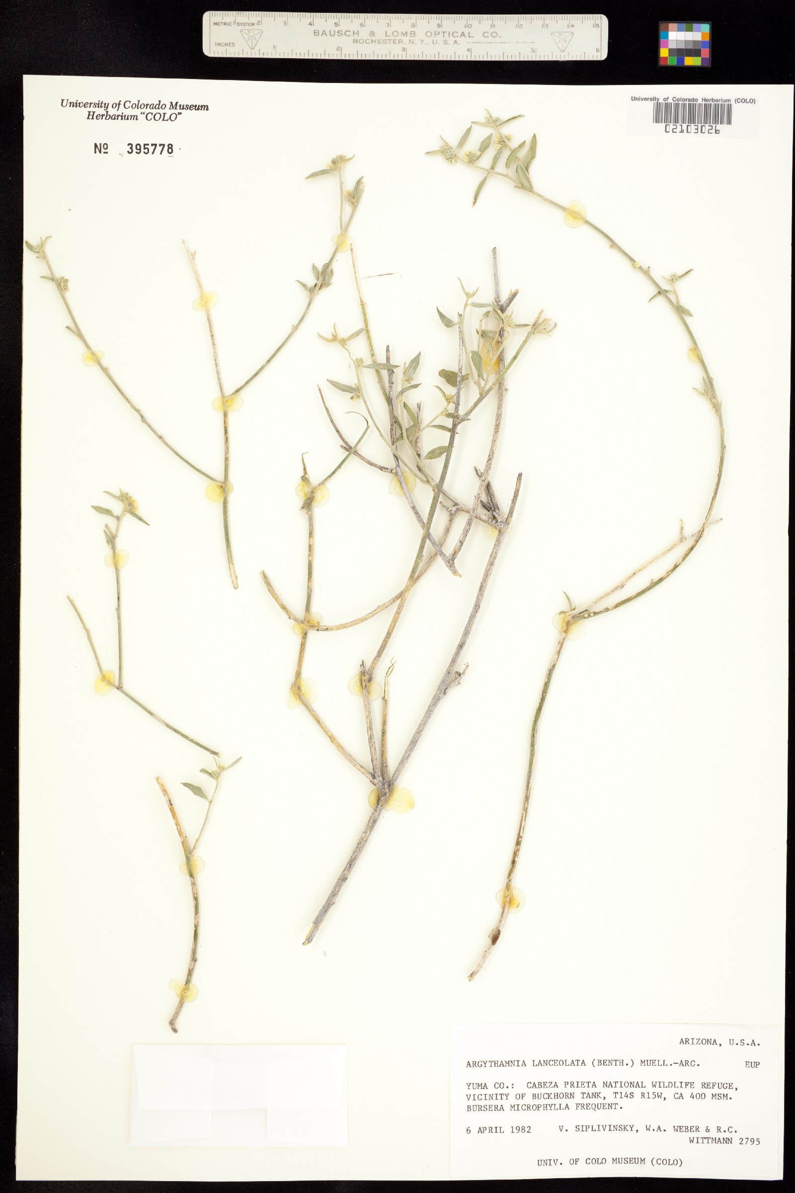Ditaxis lanceolata image