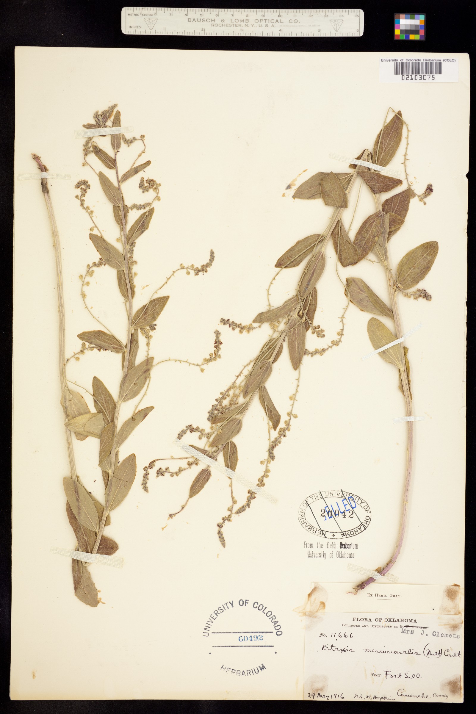 Argythamnia image