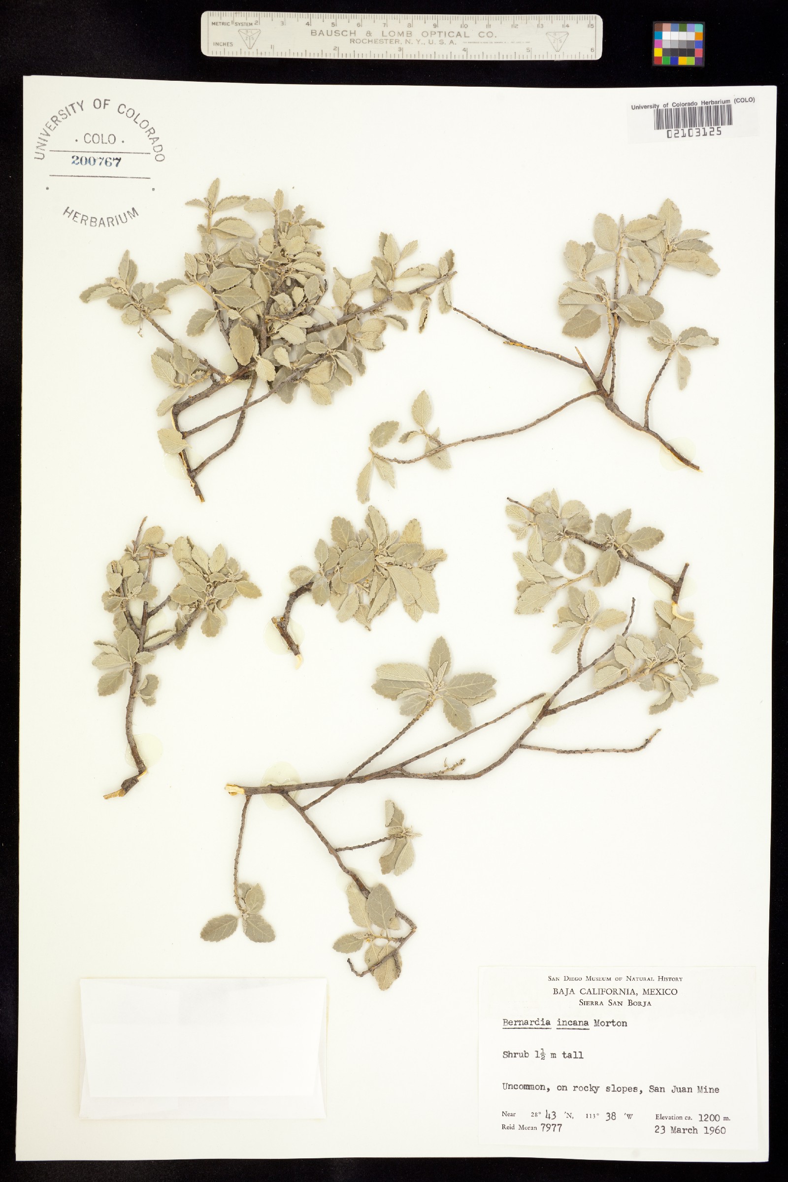 Bernardia myricifolia image