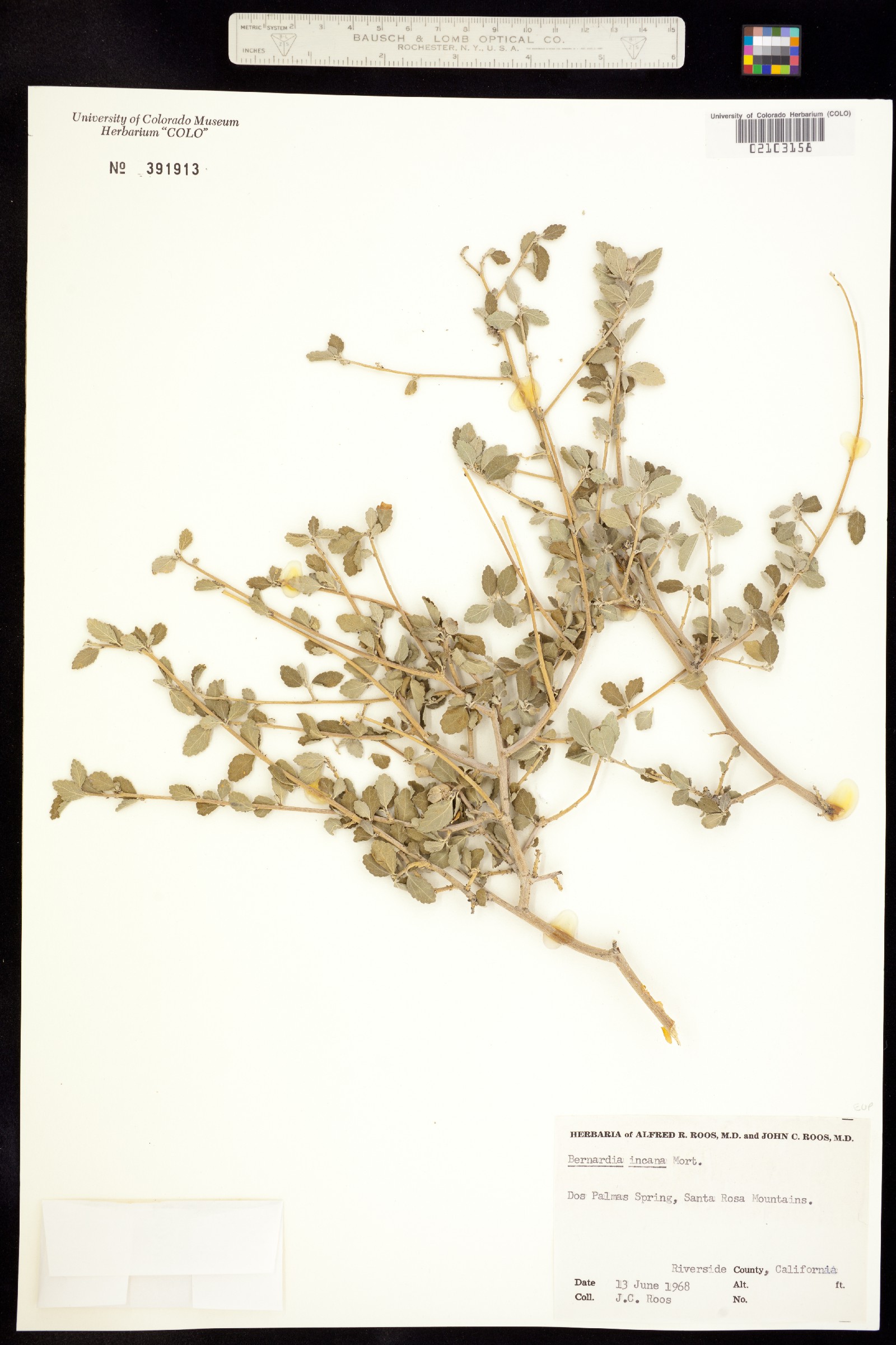 Bernardia myricifolia image