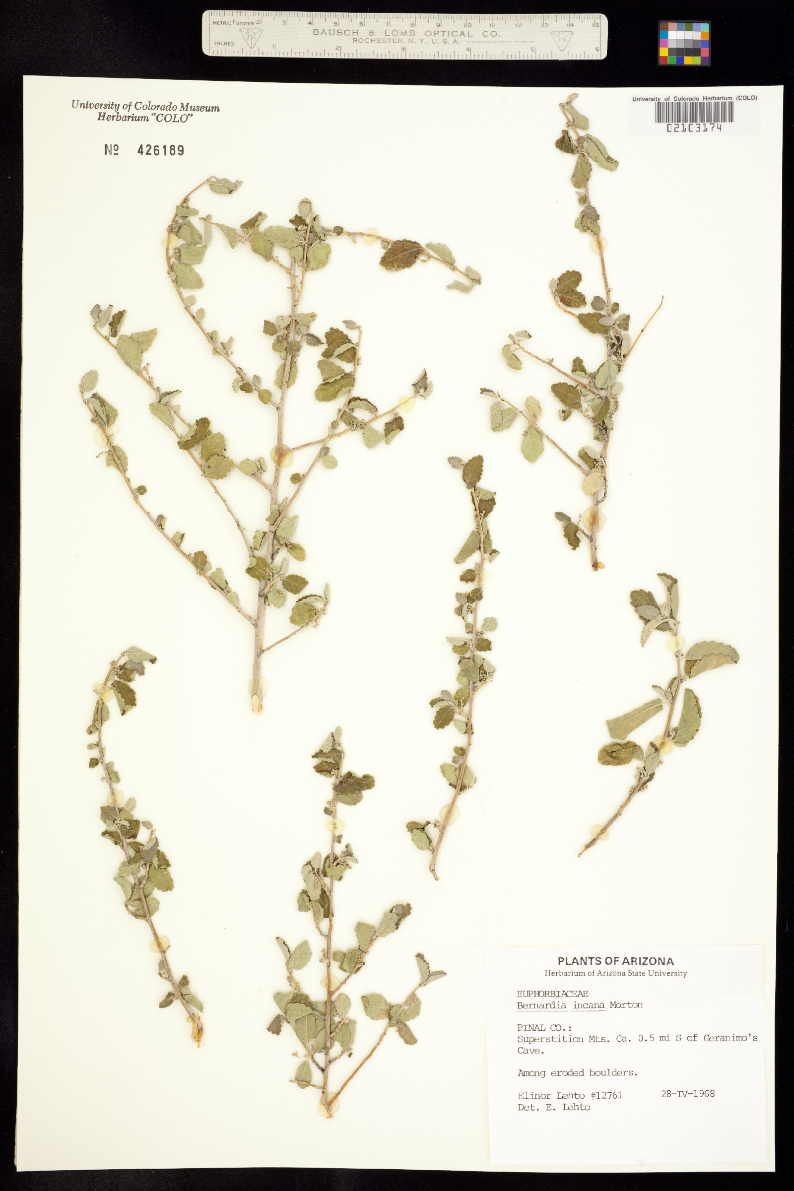 Bernardia myricifolia image