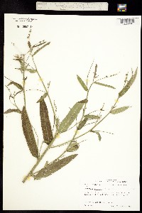 Image of Croton palustris