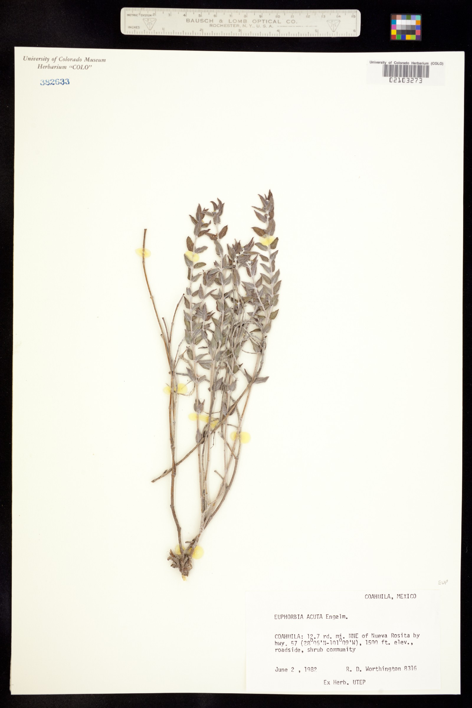 Euphorbia georgei image