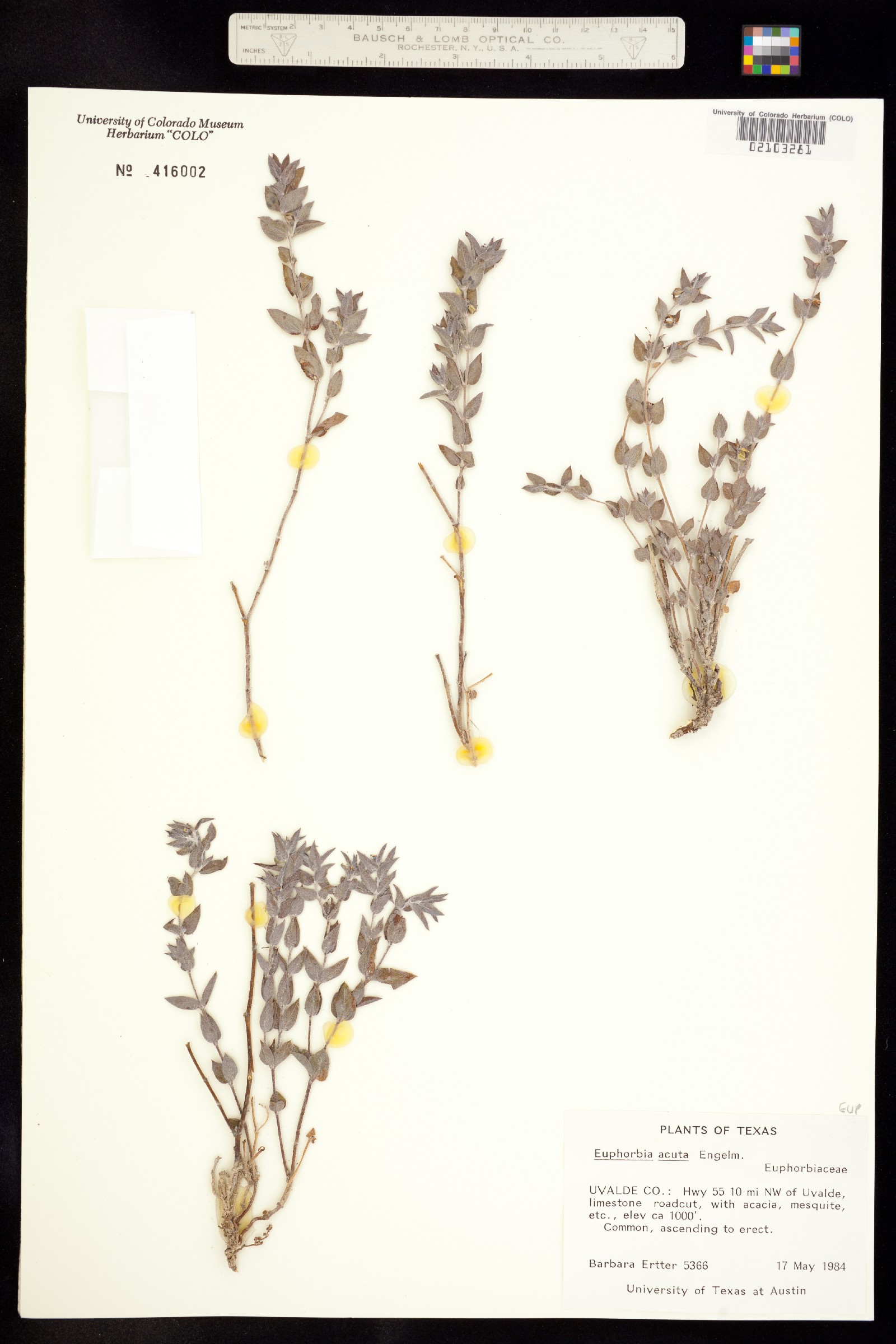 Euphorbia georgei image