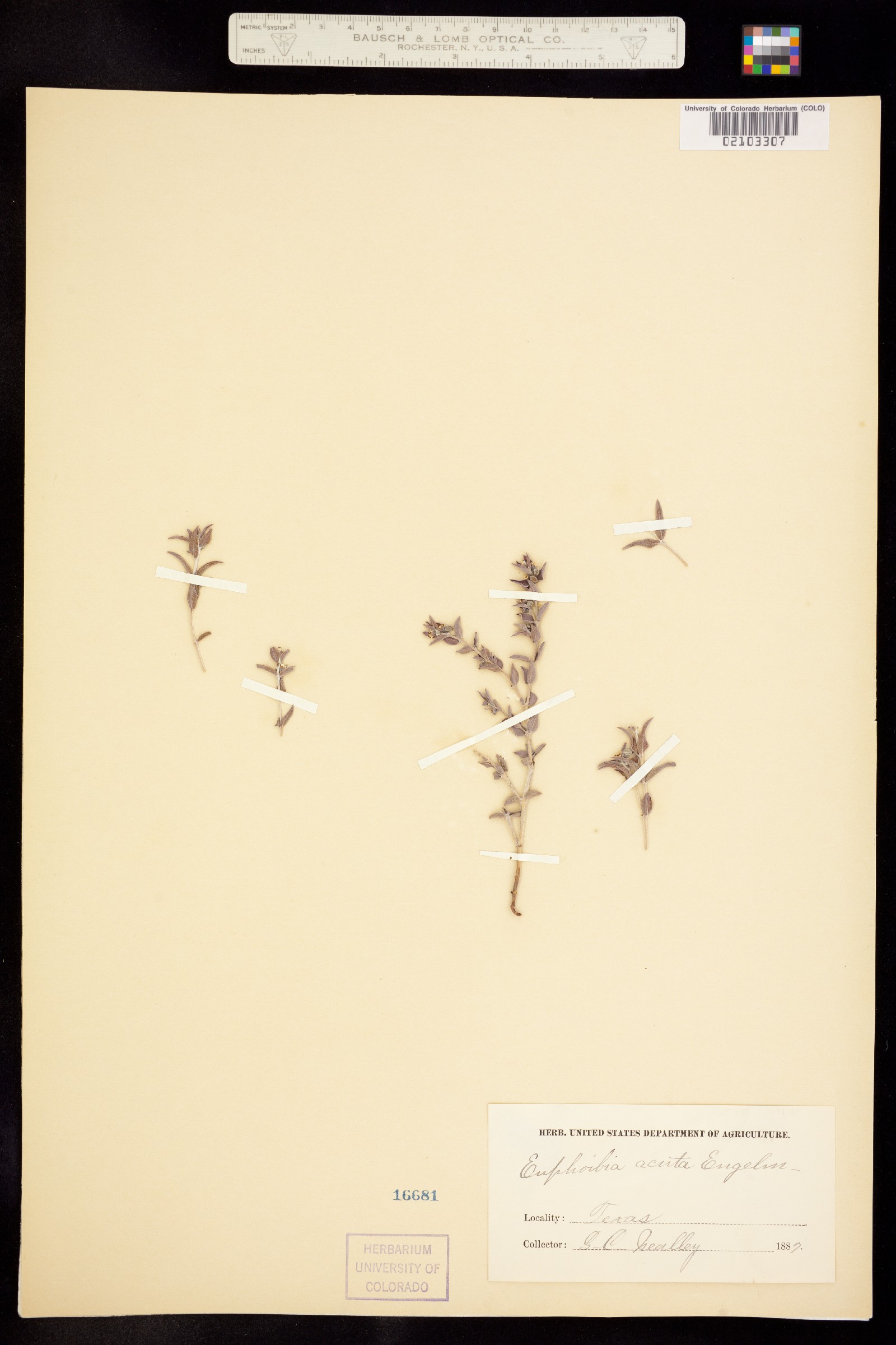 Euphorbia georgei image
