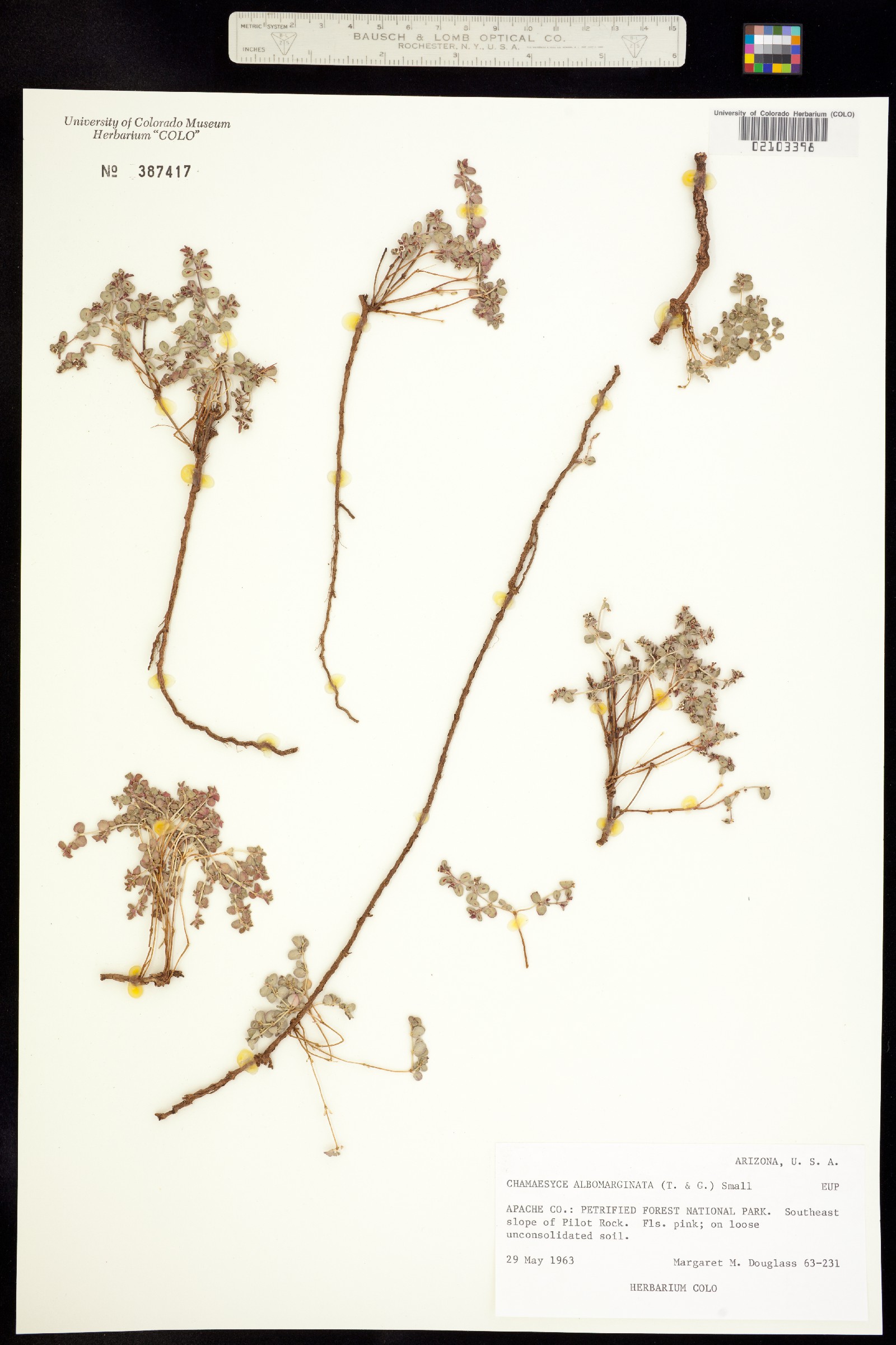 Euphorbia image