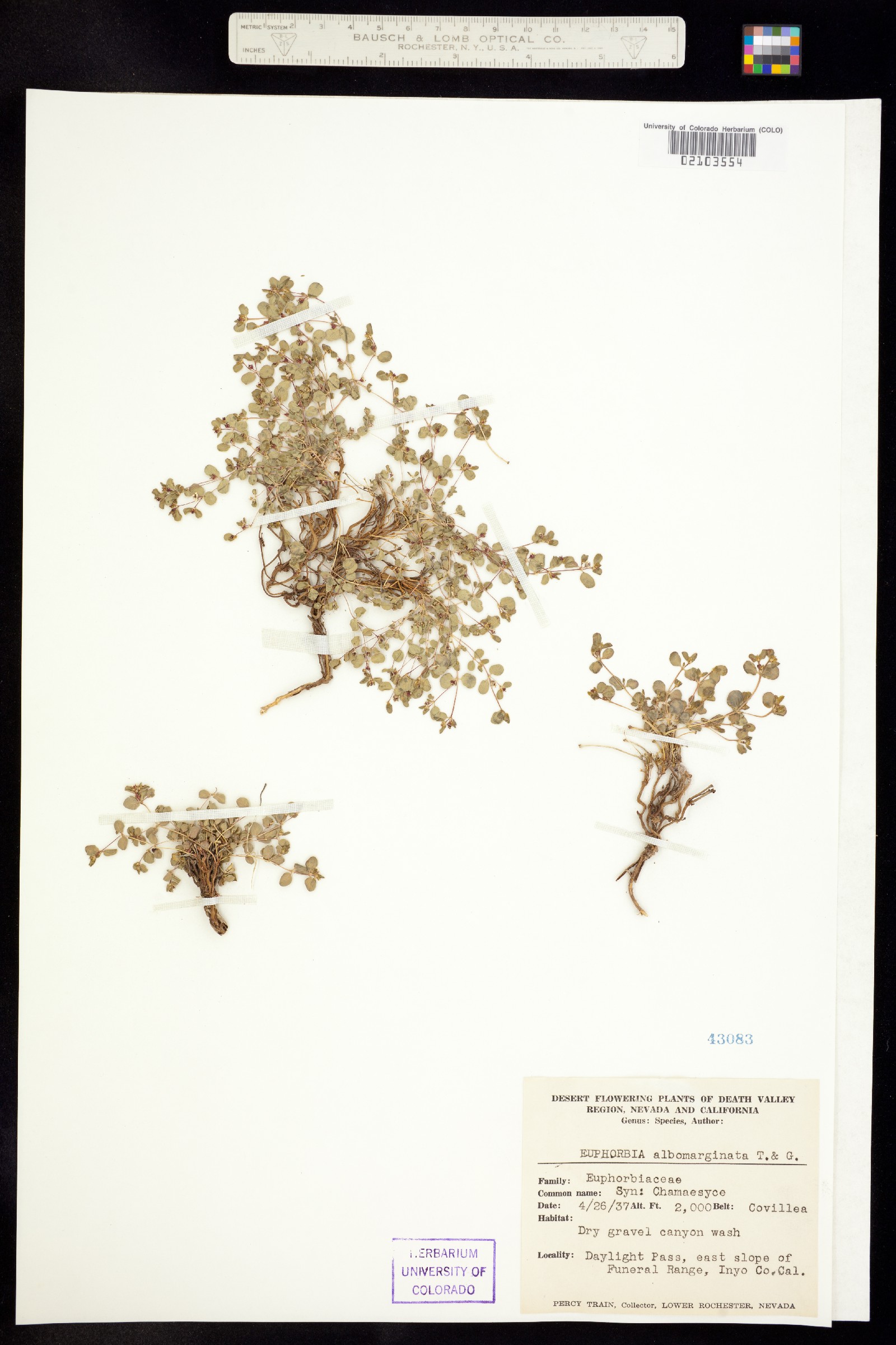 Euphorbia albomarginata image